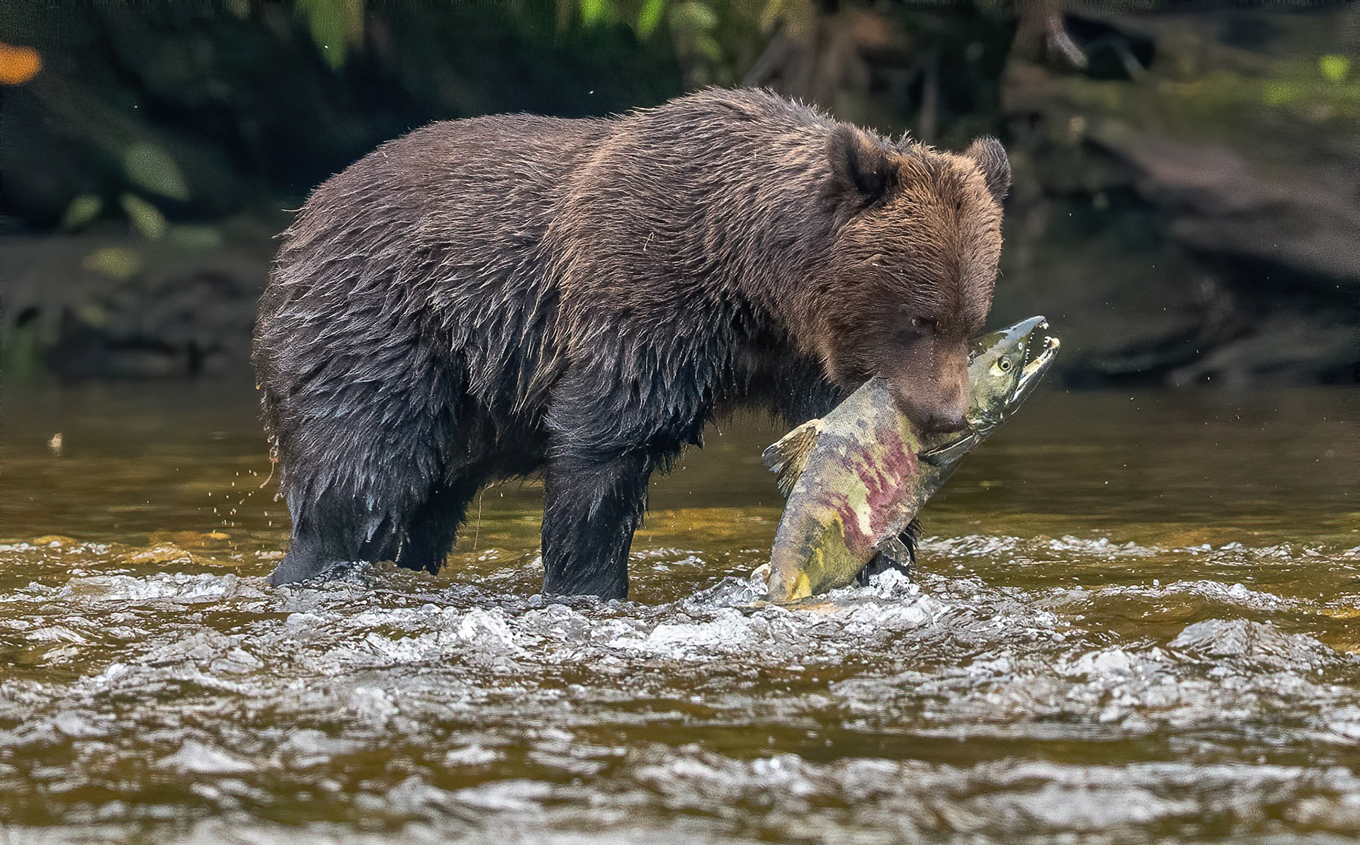 Bear cub with Chum Nekite river B.C. 24/09/18