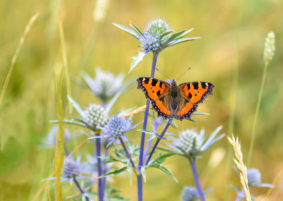 Small Tortoishell, Cantabrian Mtns., Spain 20/07/16