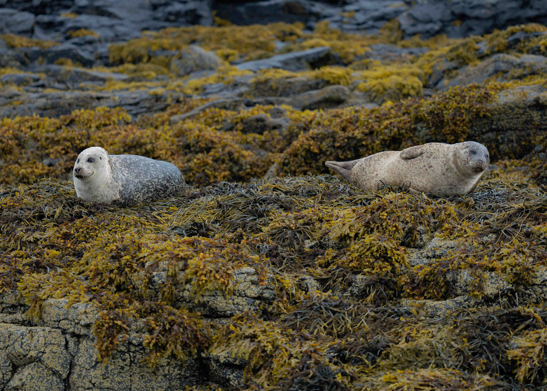 Harbour (Common) Seal Pups, Loch Na Keal, Mull, Scotland. 05/08/21.