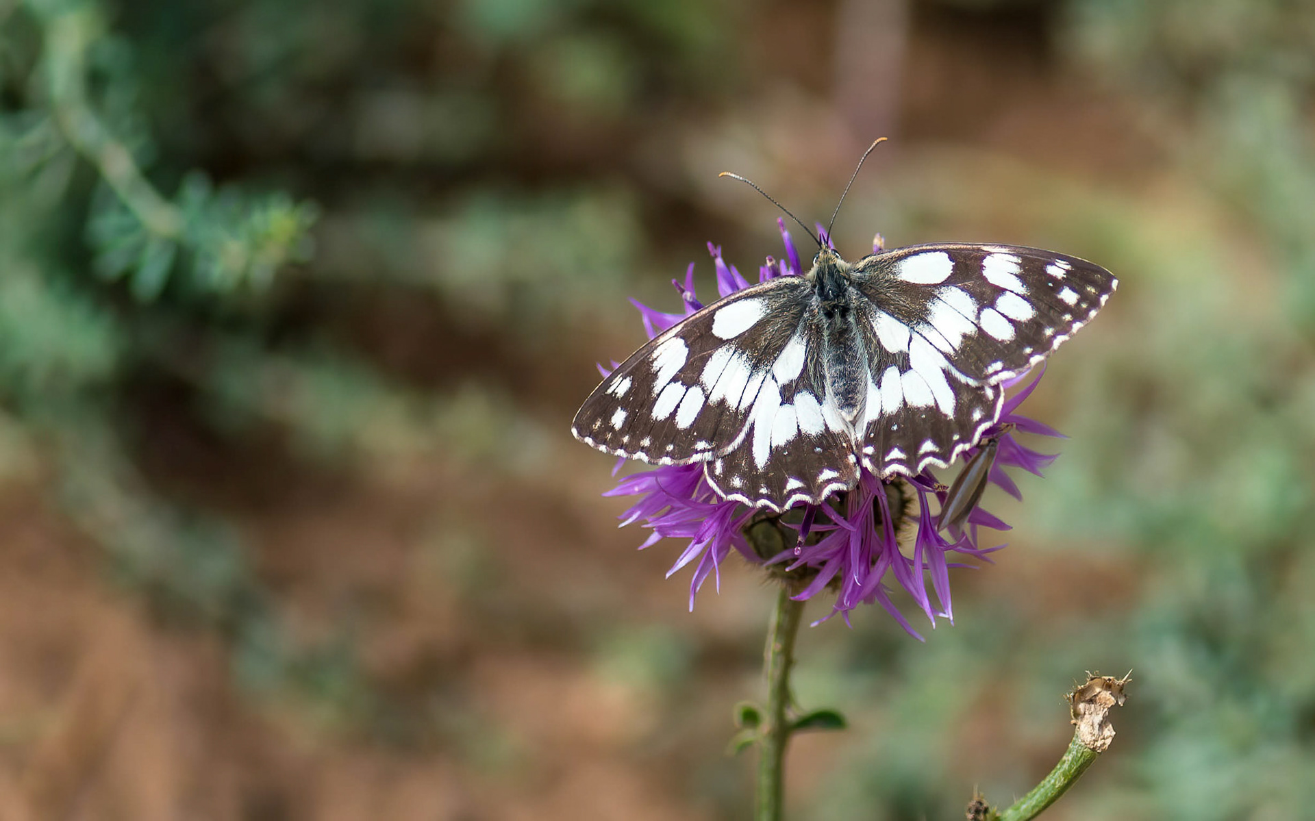 Marbled White Berdun, Pyrenees, Spain 29/06/17
