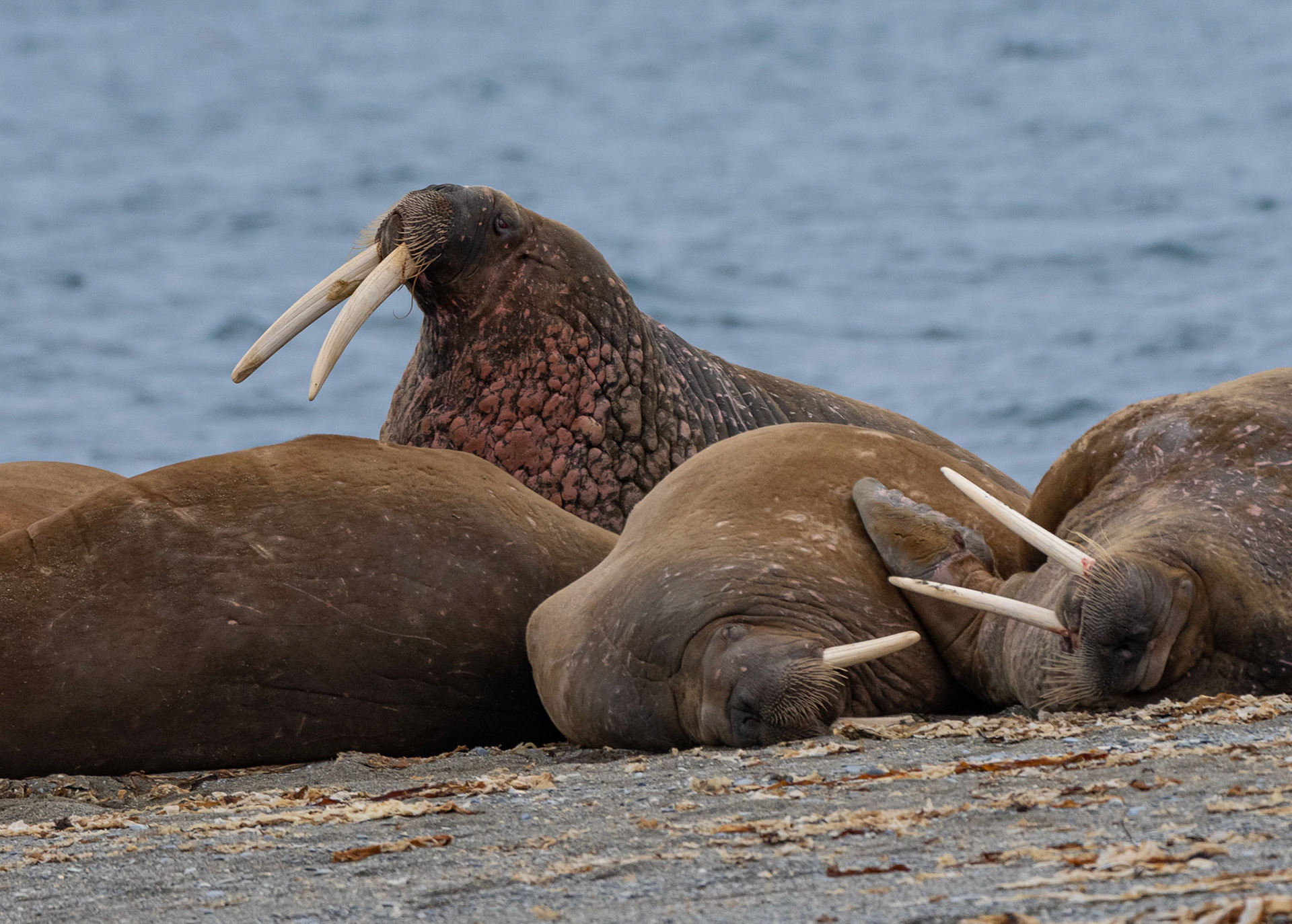 Walrus on alert at haul out on East coast of Prins Karl Forland (clam beds offshore). St. Jonfjorden glacier opposite. Svalbard. 10-08-2022.