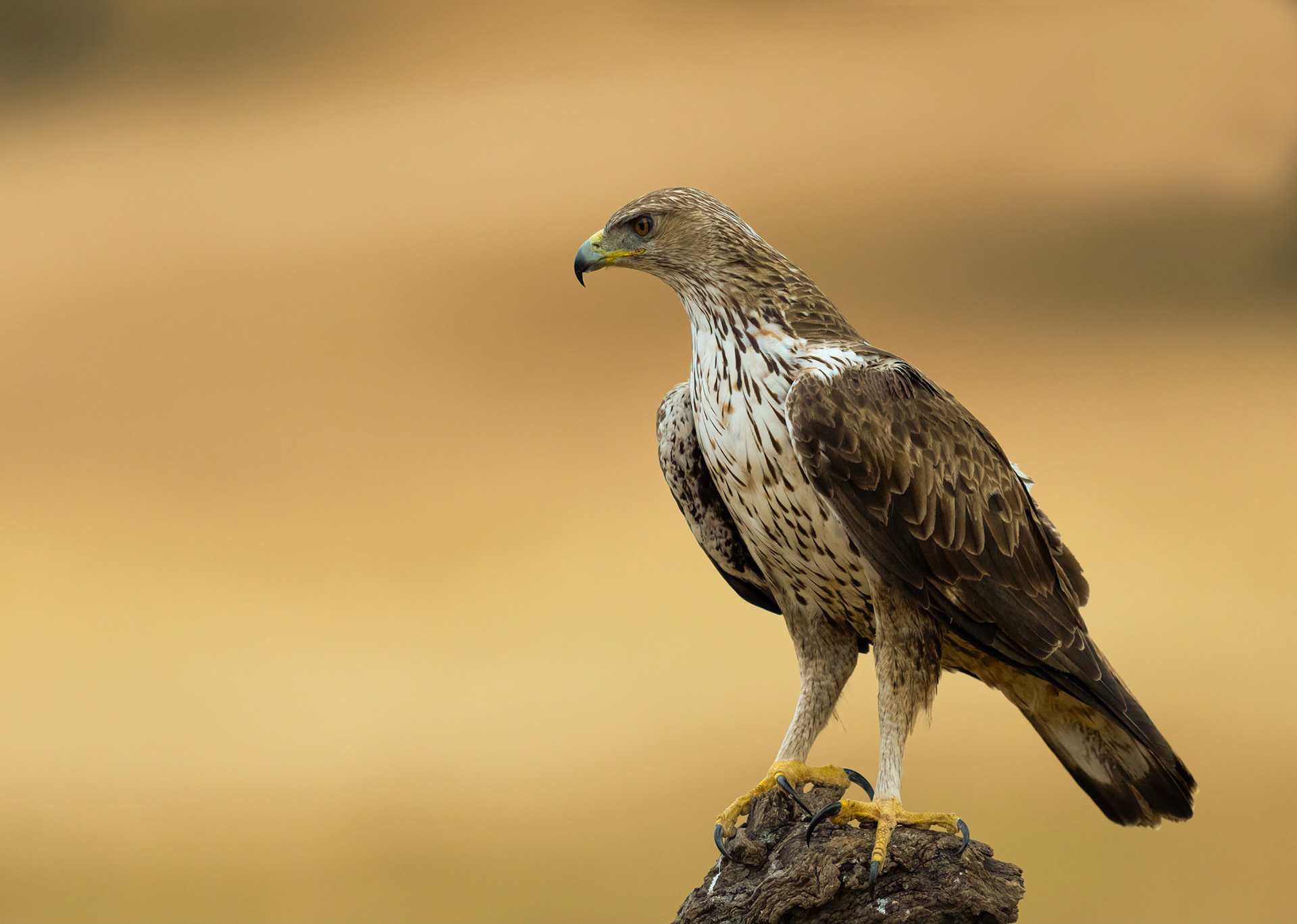 Bonelli's Eagle, Adamuz, Andalucia, Spain. 30/05/22.