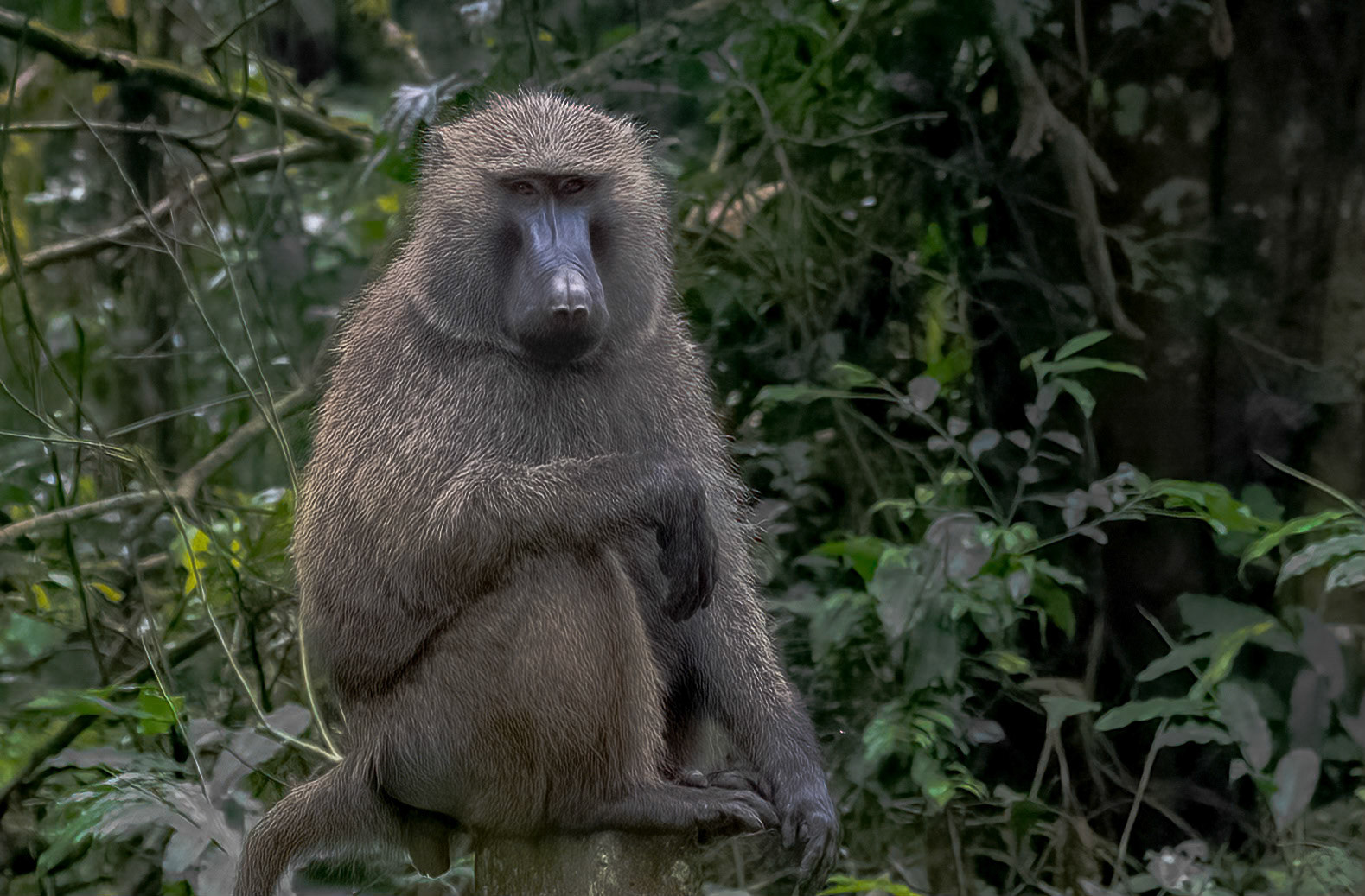 Olive Baboon, male, Kibale Forest Park, Uganda. 03-08-23.