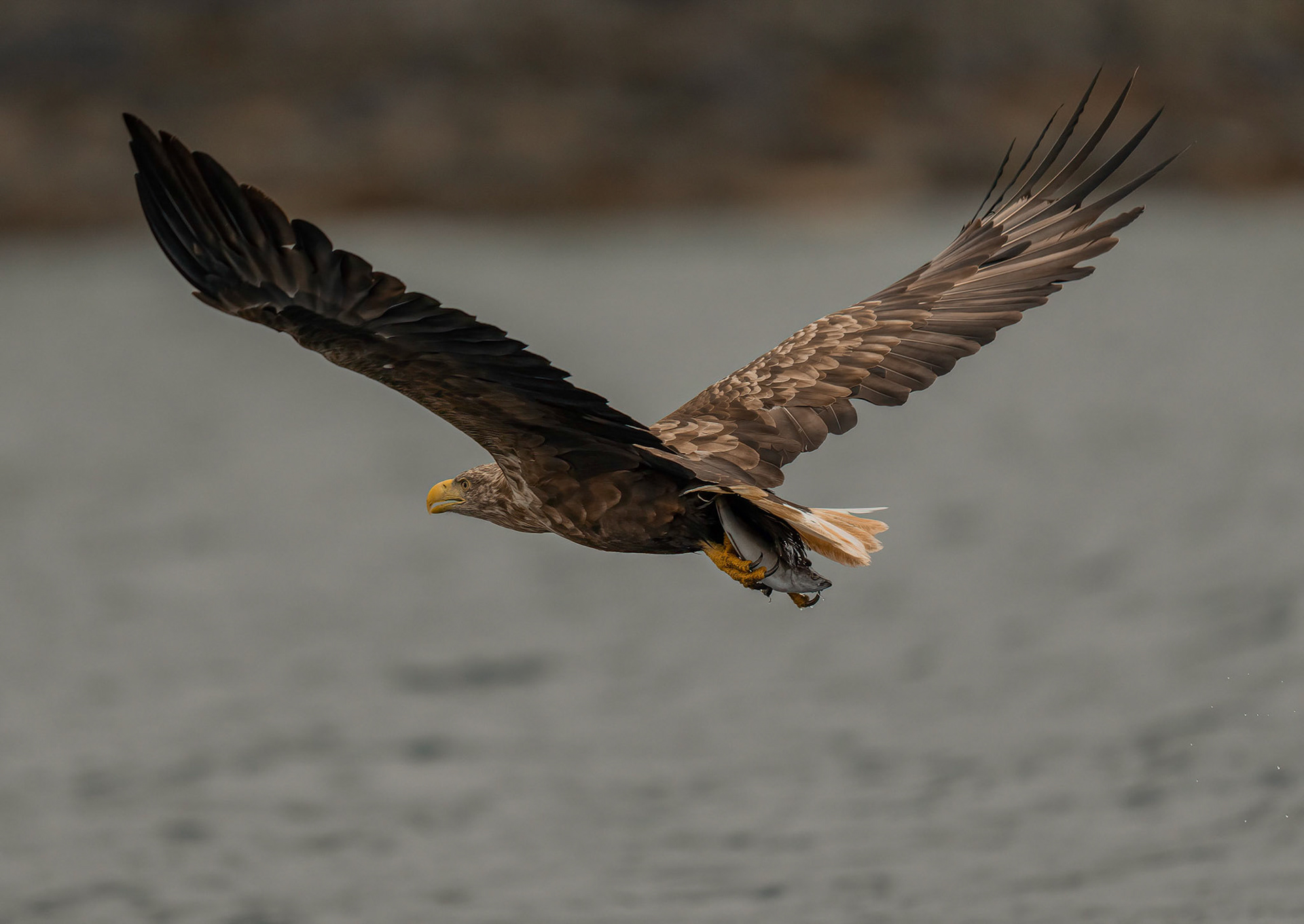 White-tailed Eagle, Loch Na Keal, Mull, Scotland. 05/08/21.
