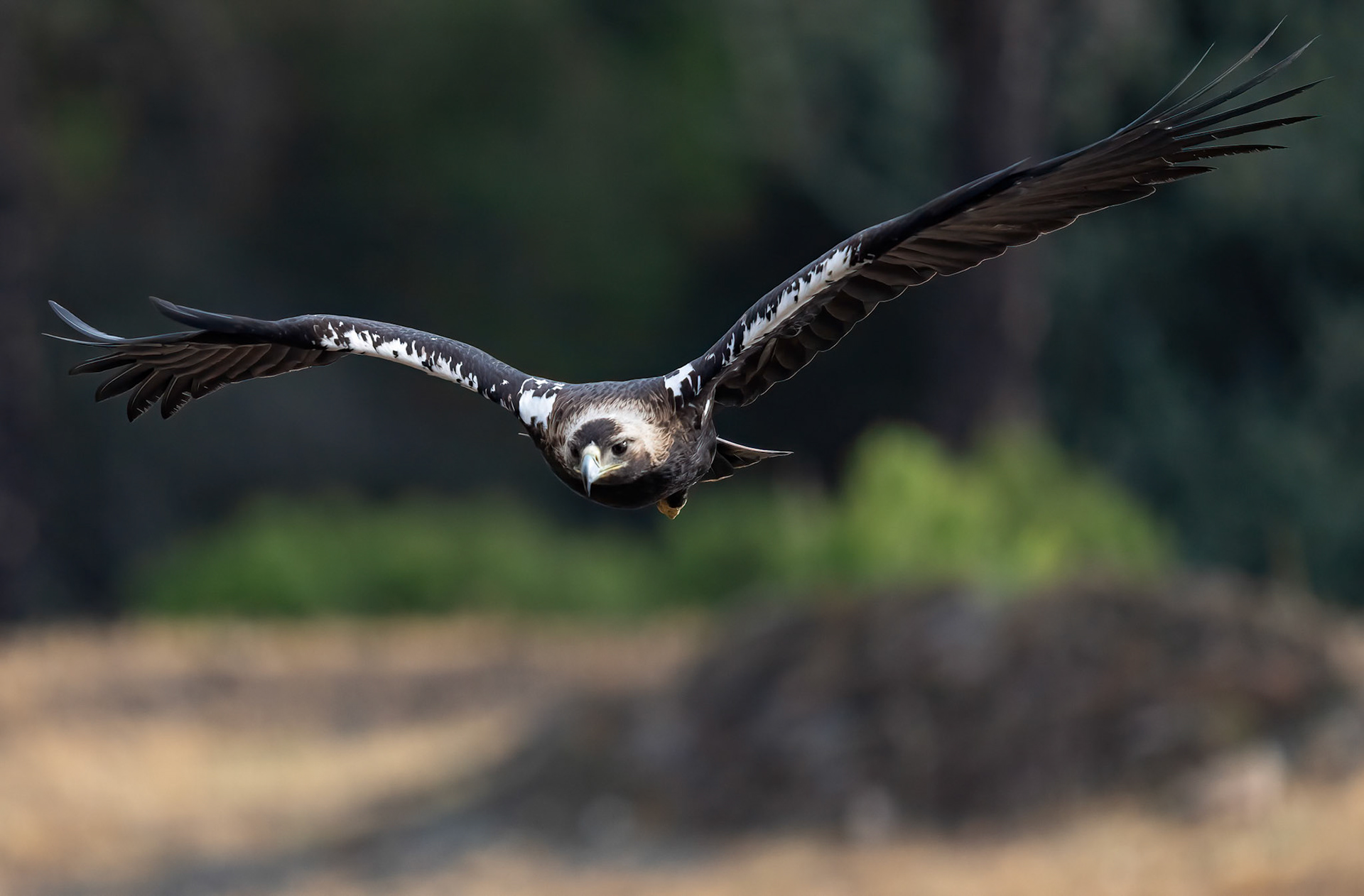 Spanish Imperial Eagle, Adamuz ,Andalucia Spain. 29-05-23.