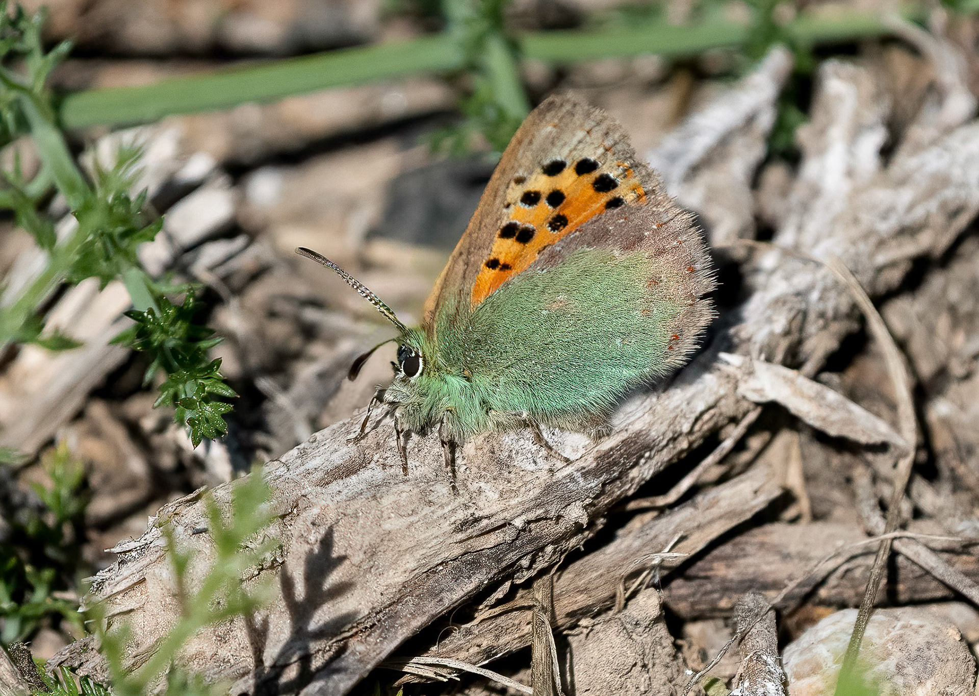 Provence Hairstreak, La Biar, Valencia, Spain. 29-03-23.
