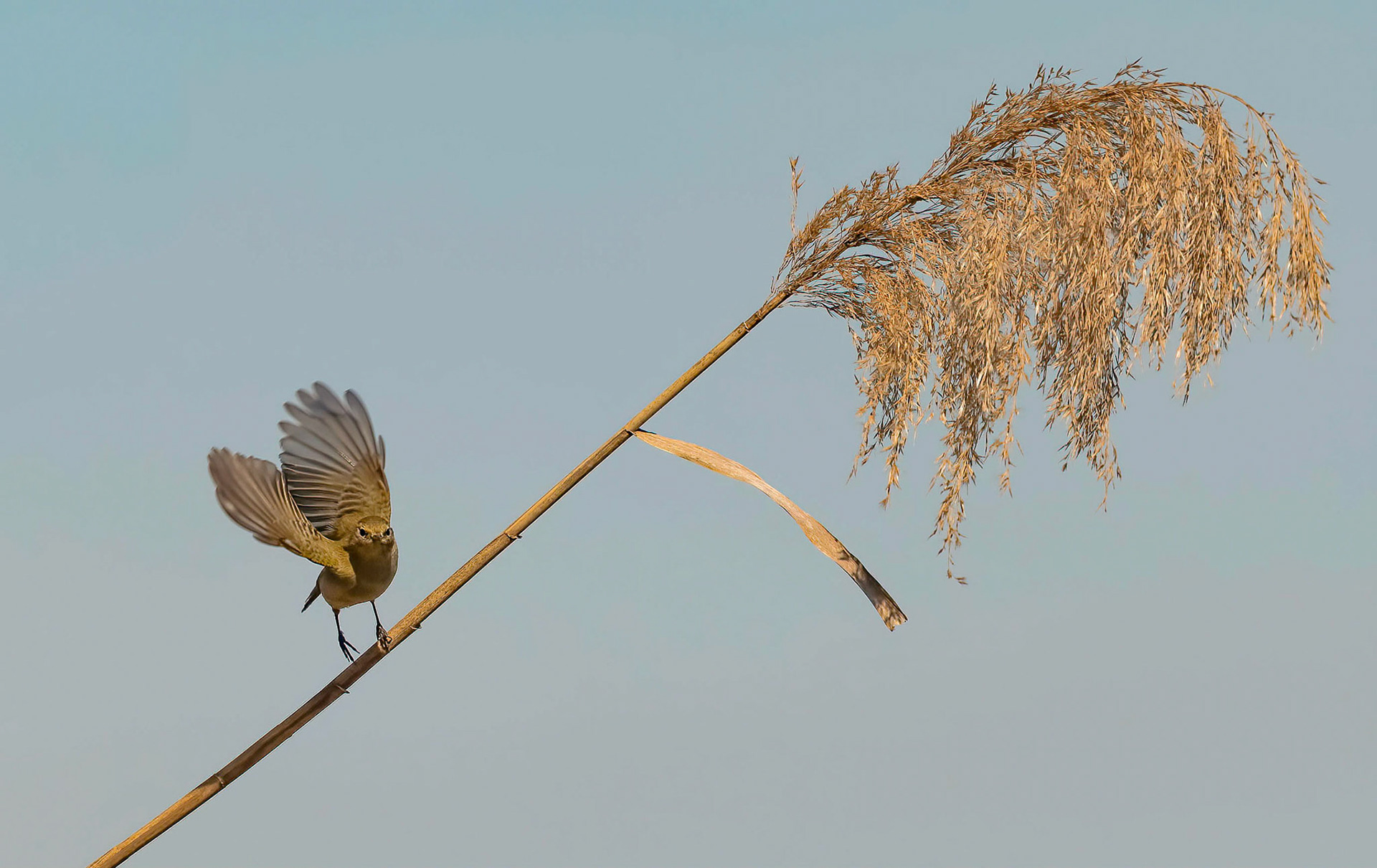 Reed Warbler, Pego Marsh Spain 03/03/19