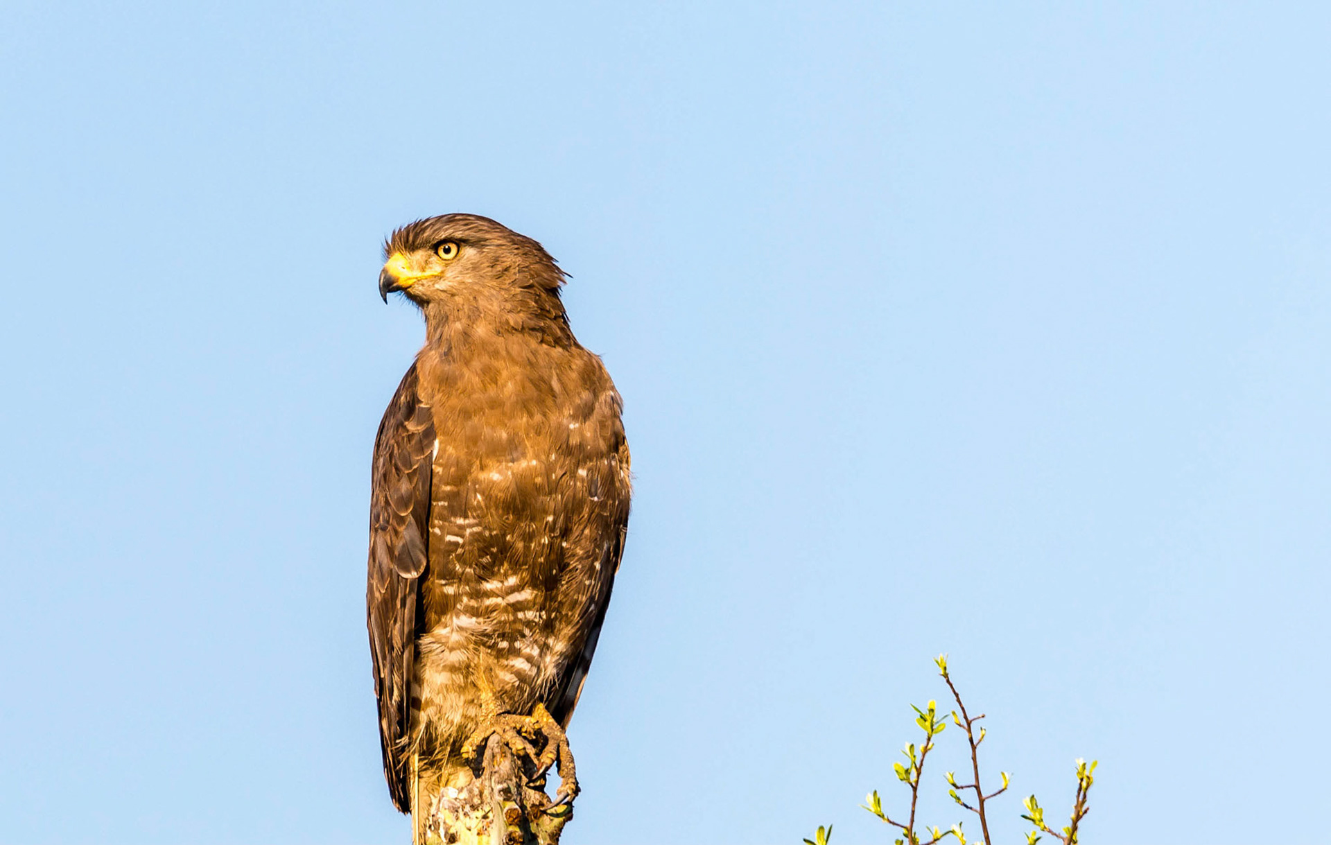 Brown Snake Eagle, Mukambi Zambia 01/09/17