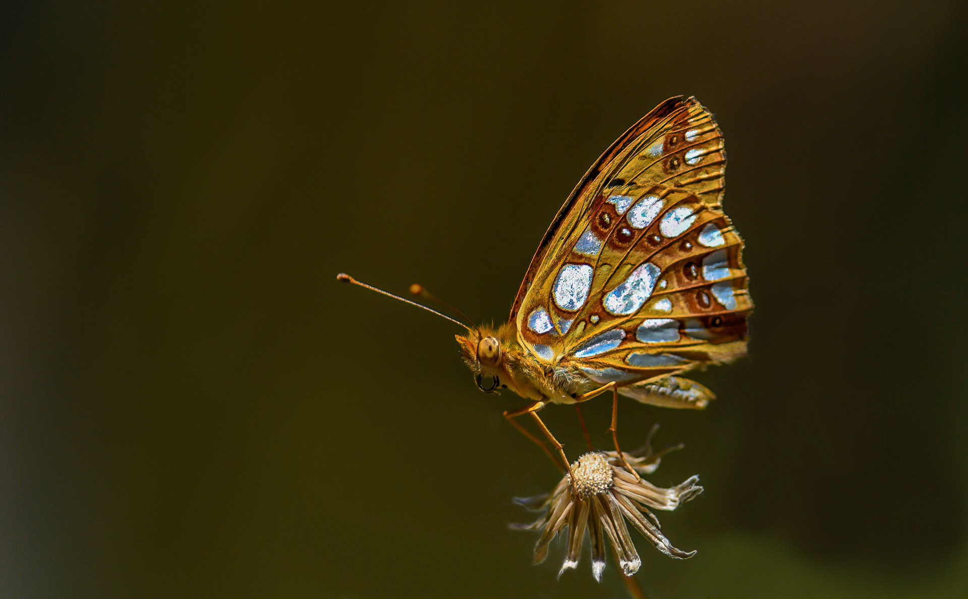 Queen of Spain Fritillary, Picos Mtns, Spain 17/07/16.