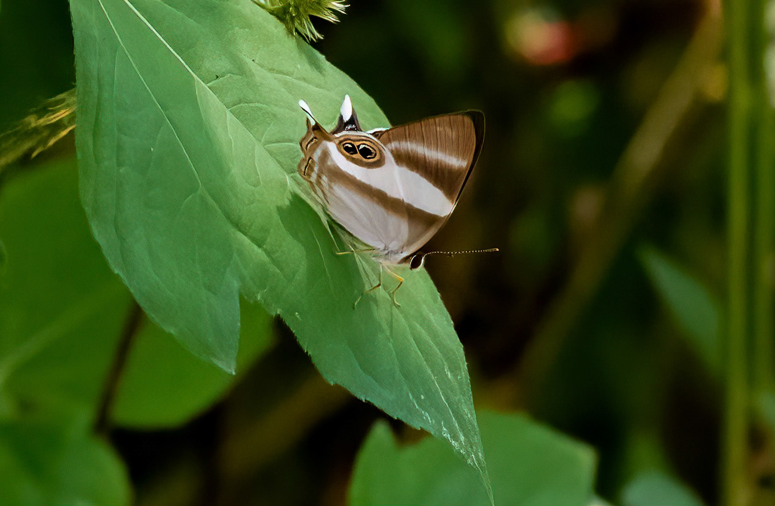 Neave's Banded Judy, Bwindi Forest, Uganda. 05-08-23.