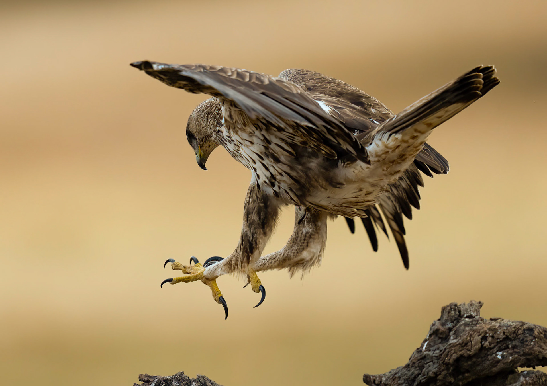 Bonelli's Eagle, Adamuz, Andalucia, Spain. 30/05/22.