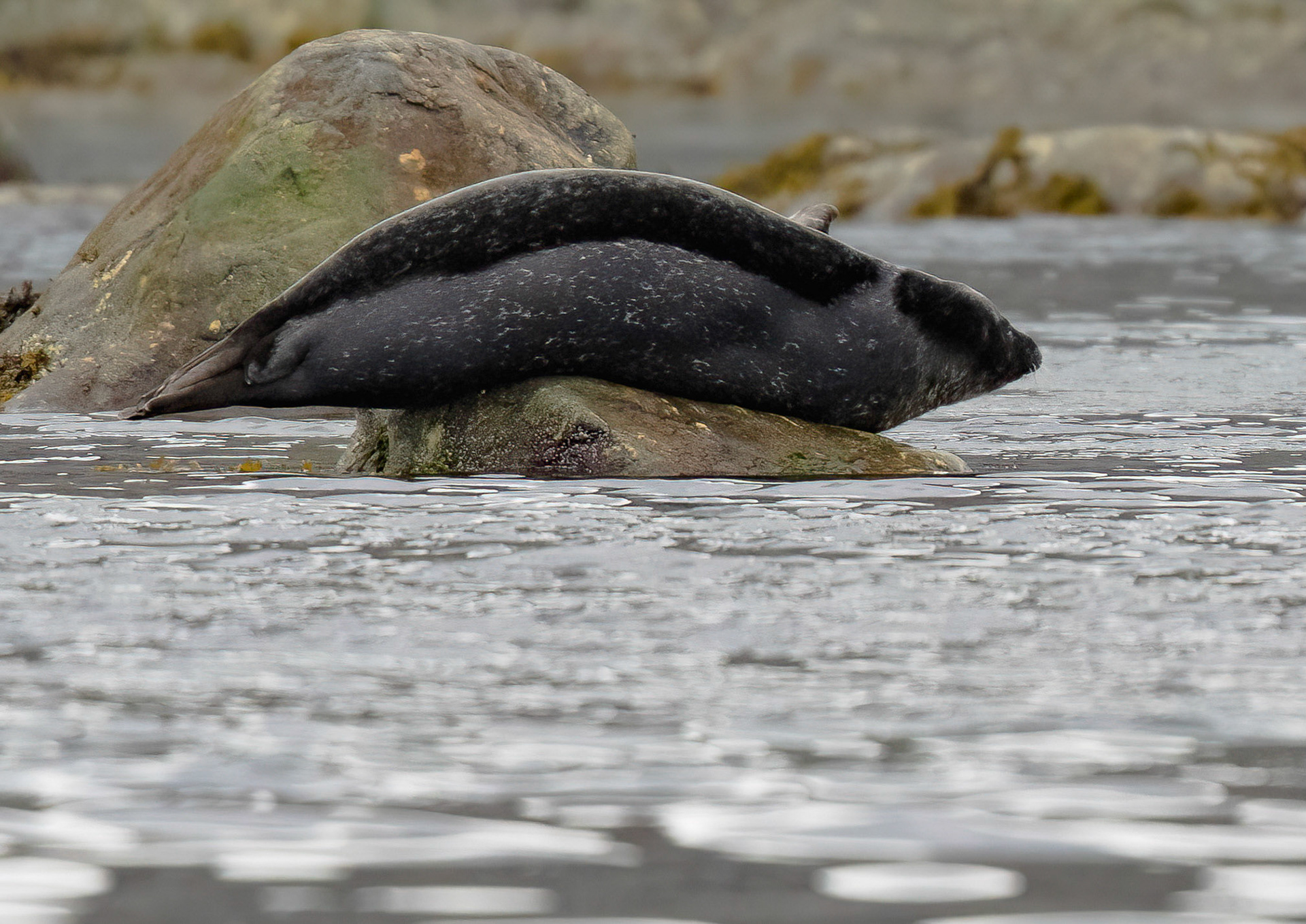 Harbour Seal, past Virgohamna, Svalbard. 03-08-2022.