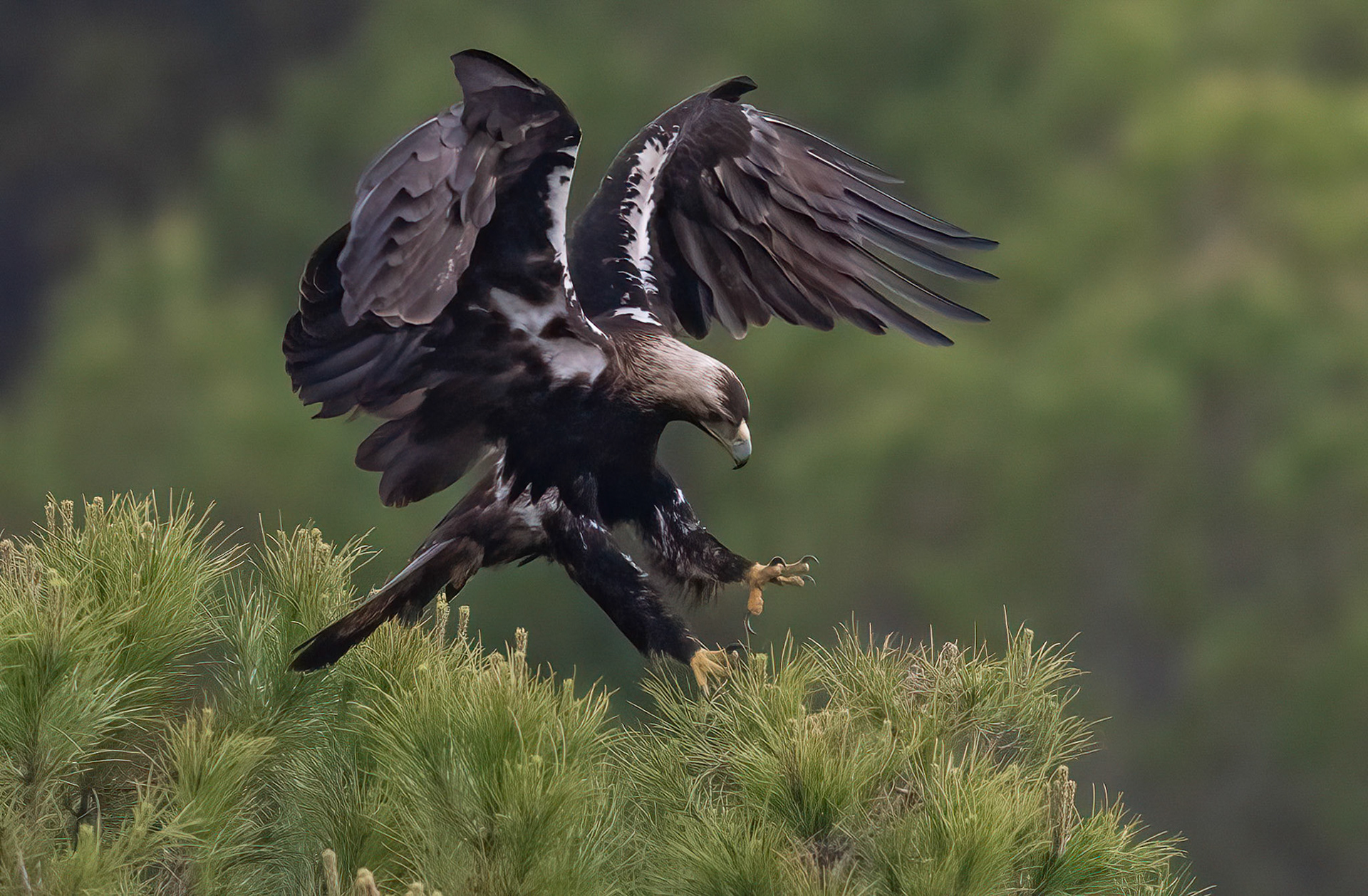 Spanish Imperial Eagle, Adamuz ,Andalucia Spain. 29-05-23.
