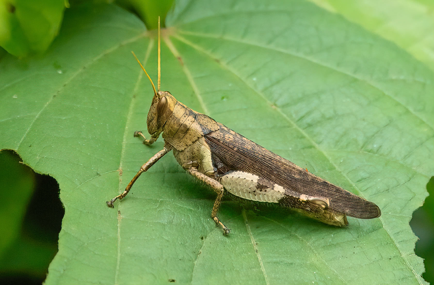 Egyptian Grasshopper, Kibali Forest Park, Uganda. 03-08-23.
