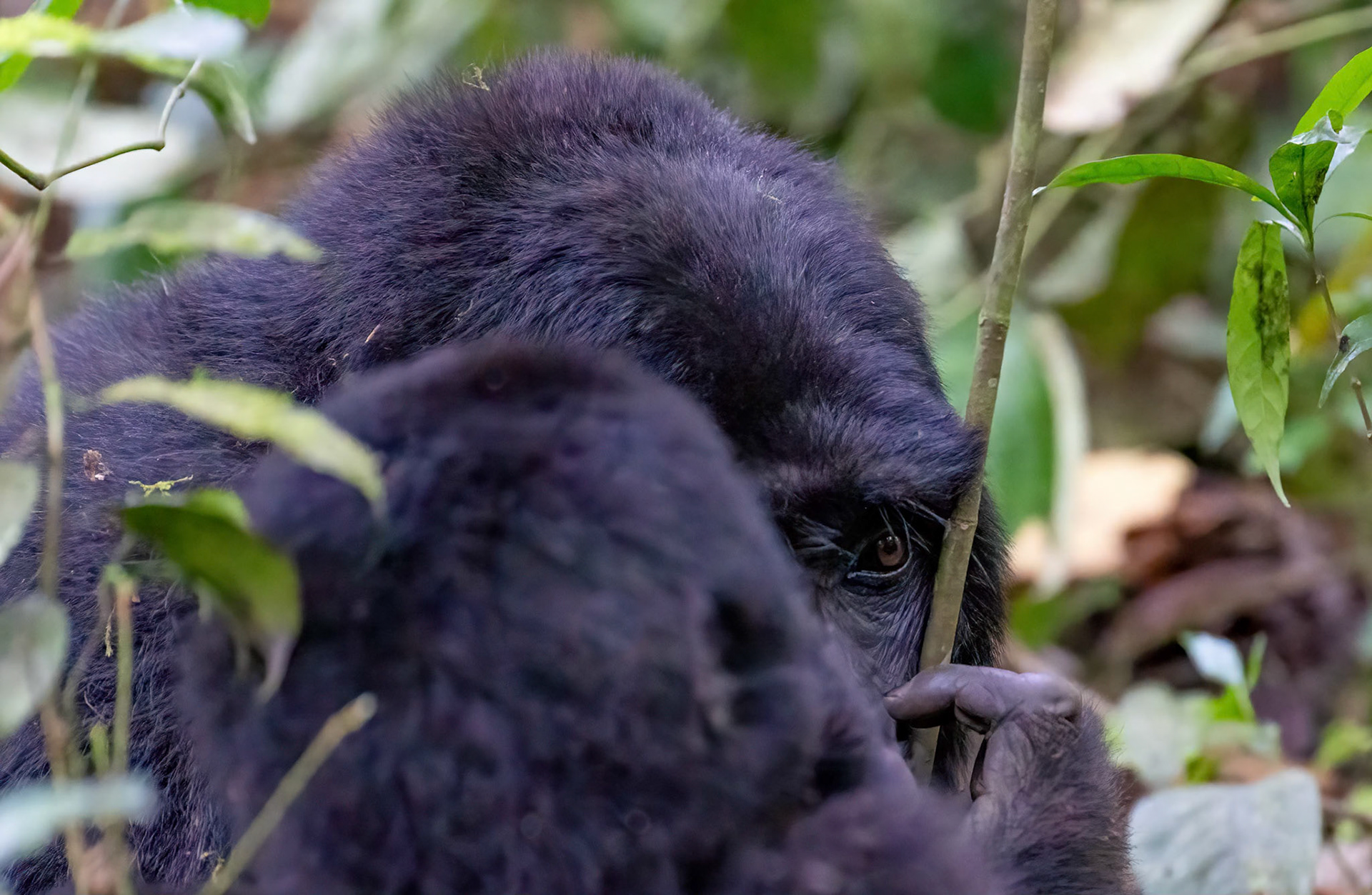 Male sub-adult watching me behind Infant's back, Bwindi NP. Uganda. 05-08-23.