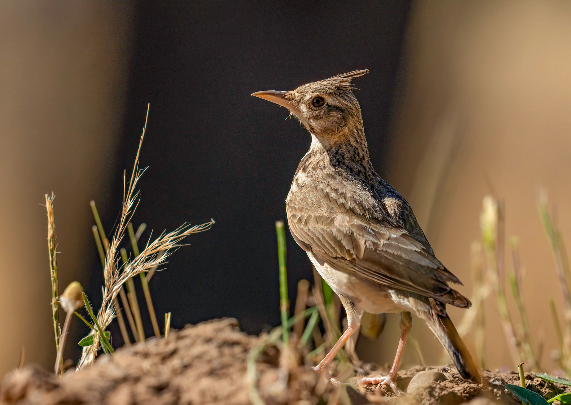 Crested Lark, Adamuz, Andalucia, Spain. 31/05/22.