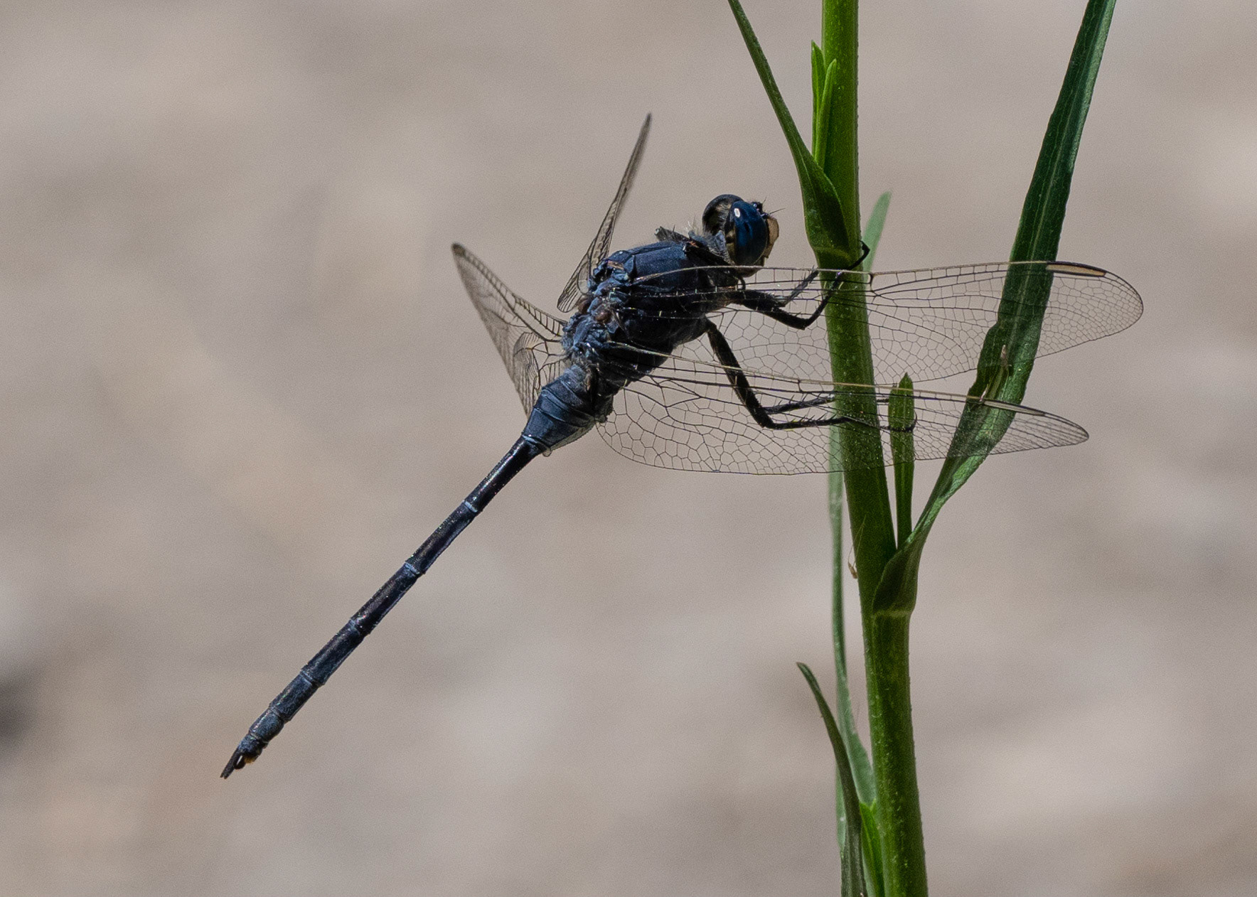 Epaulet Skimmer, male, Pego Marshes, Valencia, Spain. 29/06/22.