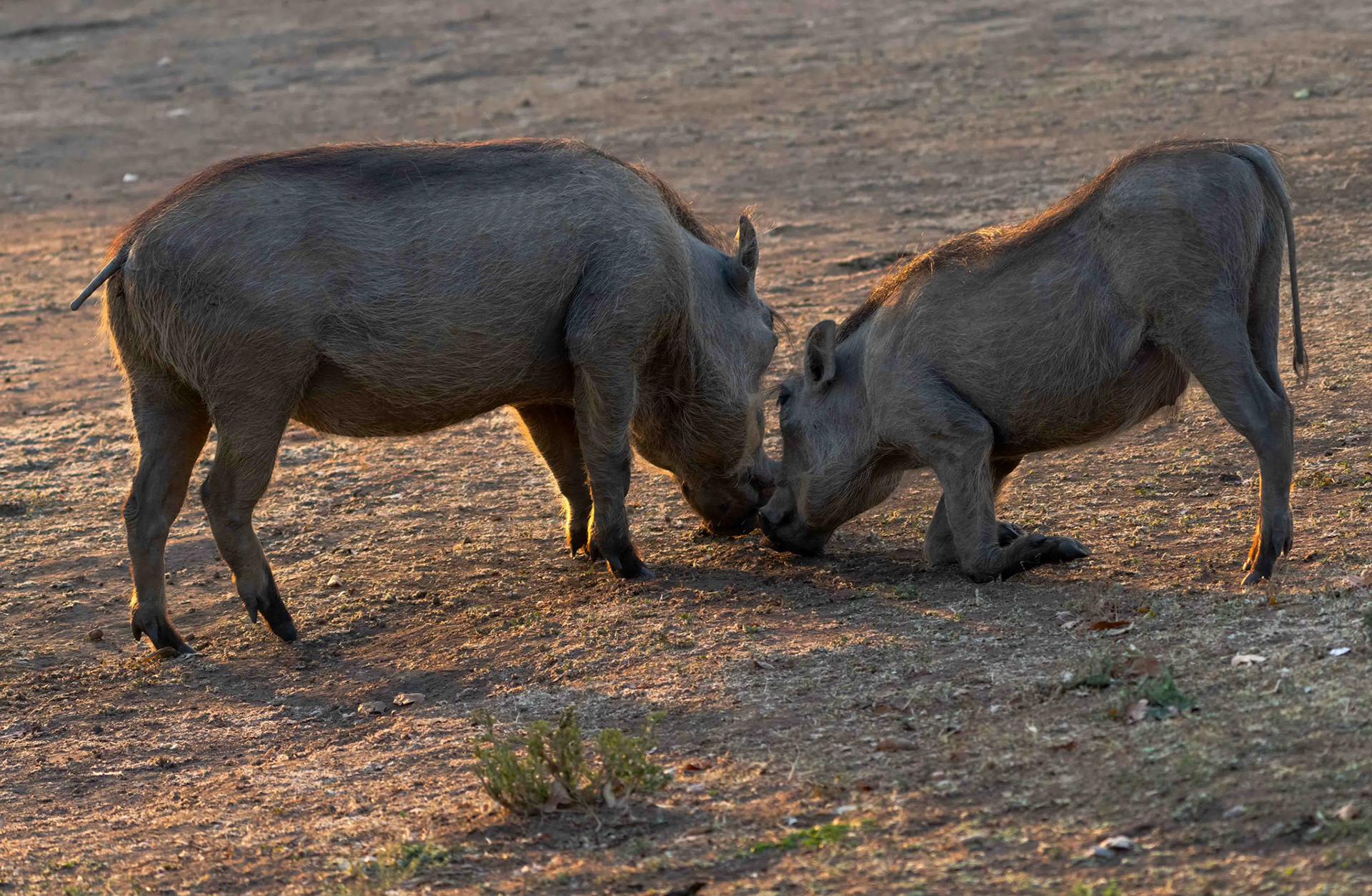 Female Warthogs at sunset, Lake Mburo, Uganda. 06-08-23.