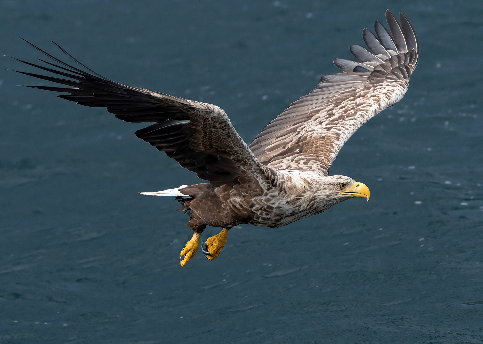 White-tailed Eagle f, Loch Na Keal, Mull, Scotland. 05/08/21.