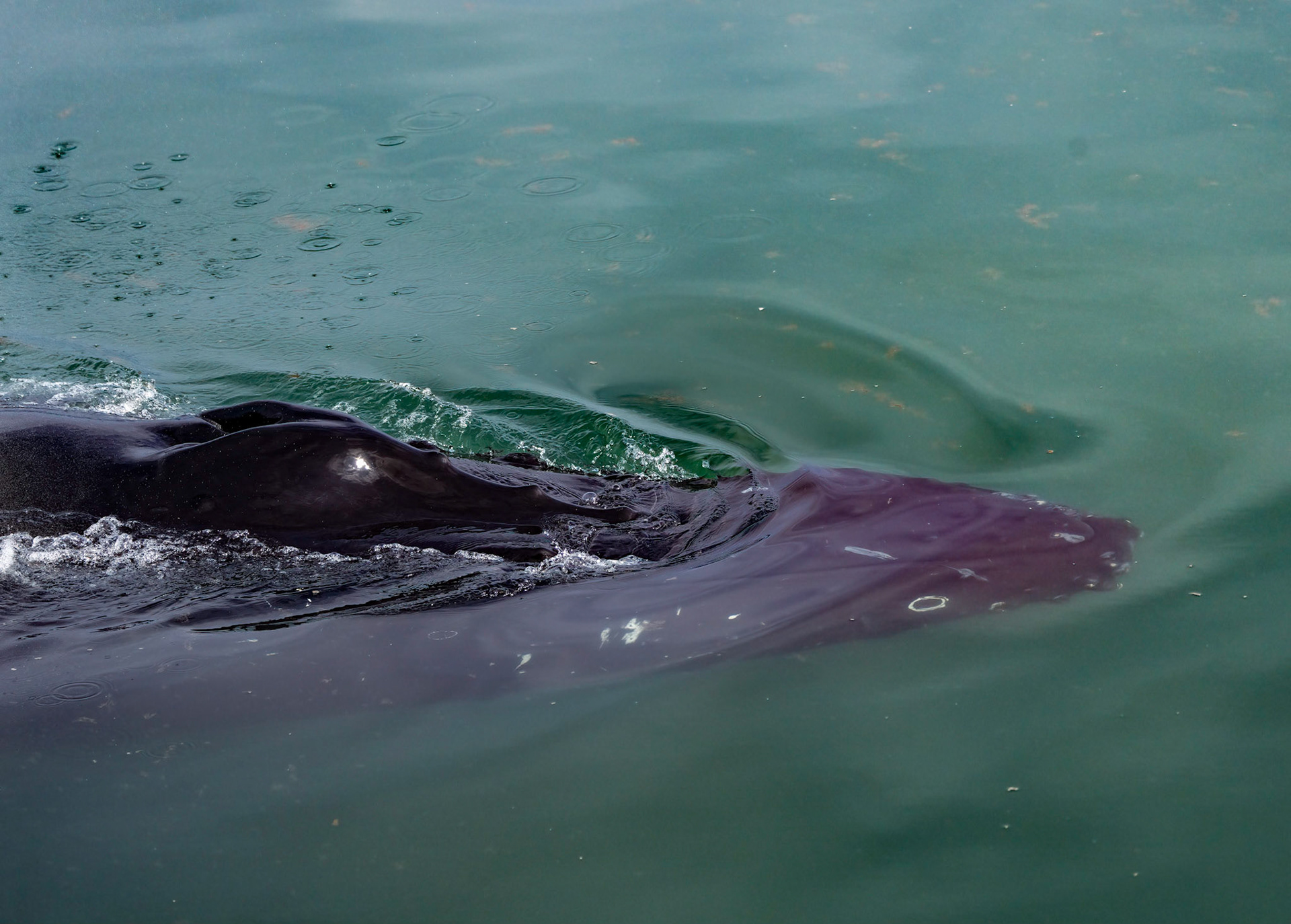 Humpback whale (head and blowhole) Hornsund, Svalbard. 08-08-2022.