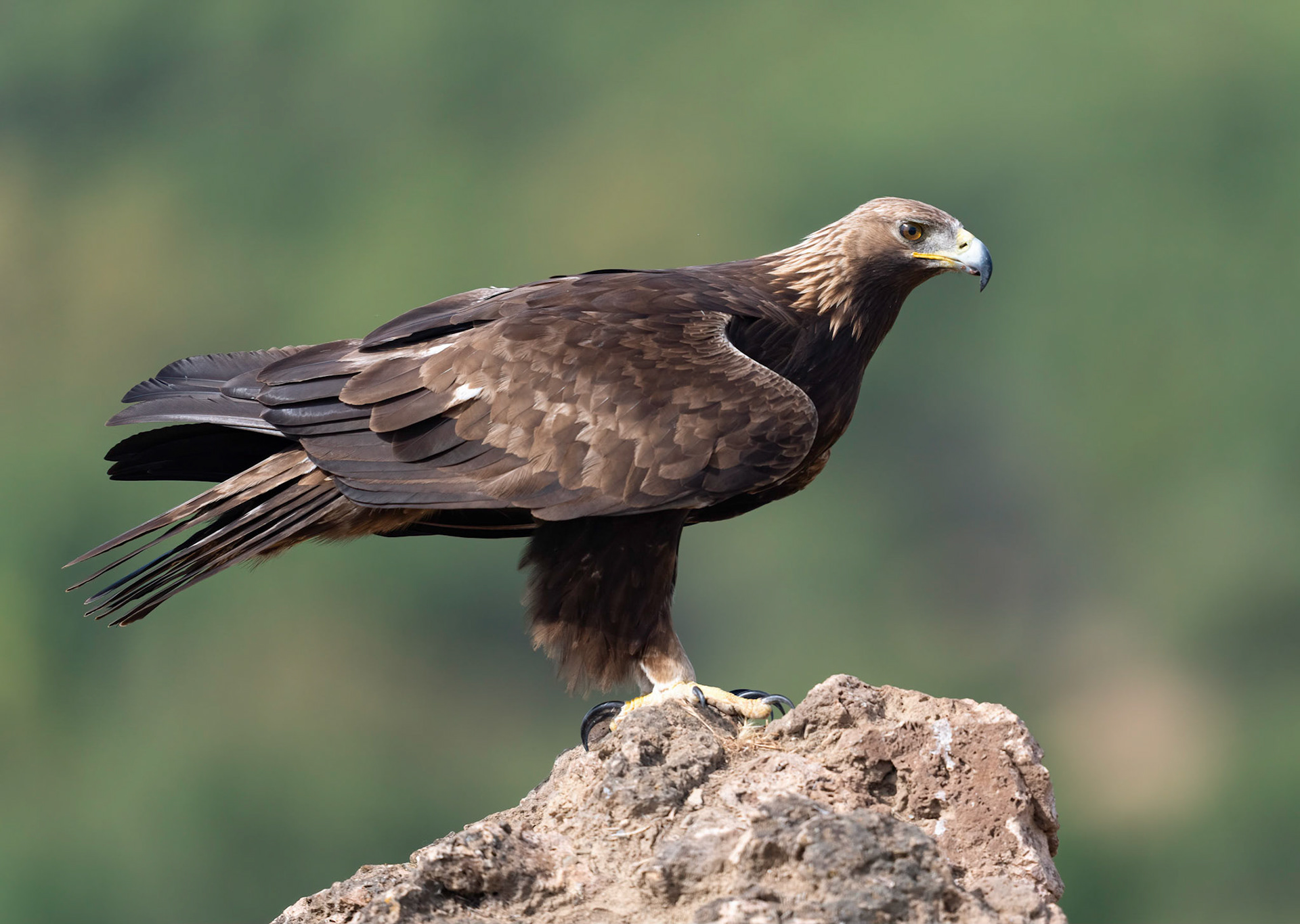 Golden Eagle, Adamuz, Andalucia, Spain. 30/05/22.