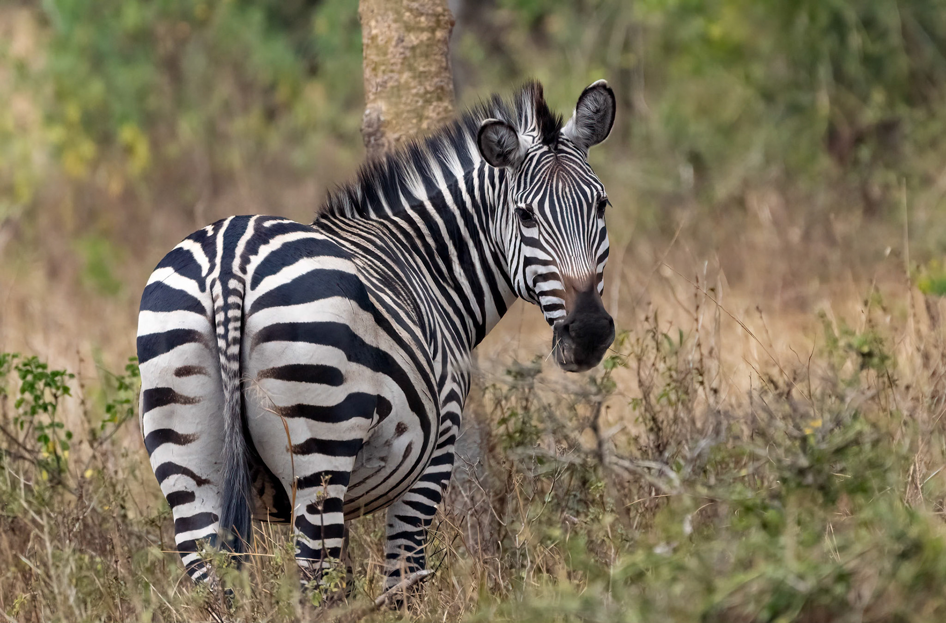Plains Zebra, Queen Elizabeth NP. Uganda. 06-08-23.