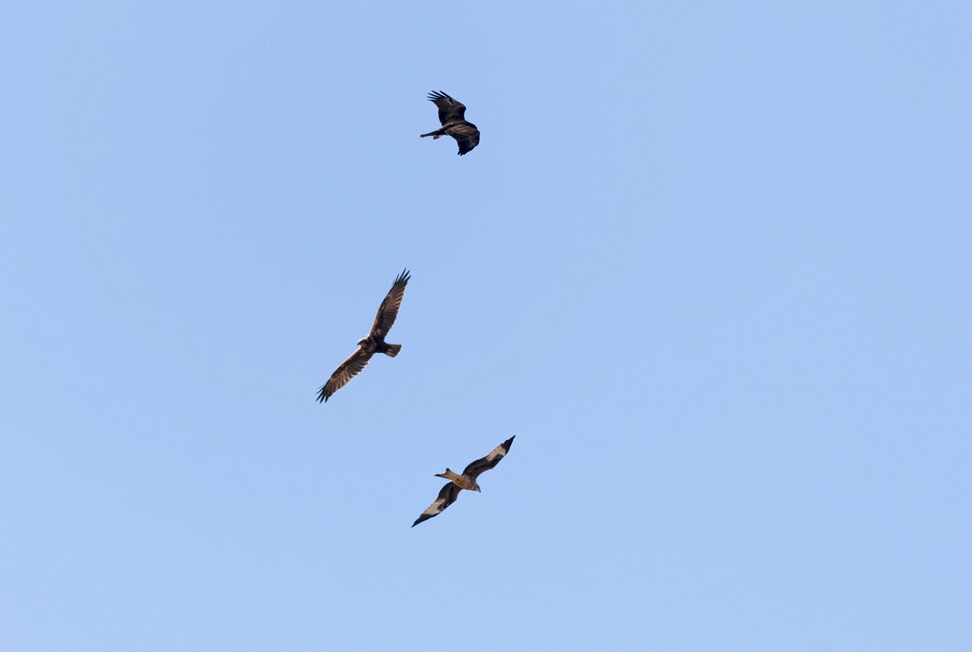 Red Kite, Marsh Harrier, Booted Eagle (Dk form), Vilafafila Spain 26/09/19