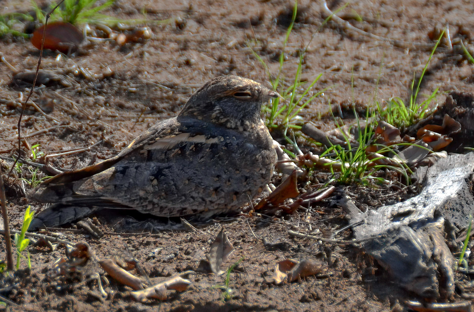 Grey Nightjar, Panna NP, Madhya Pradesh India 16/03/14.