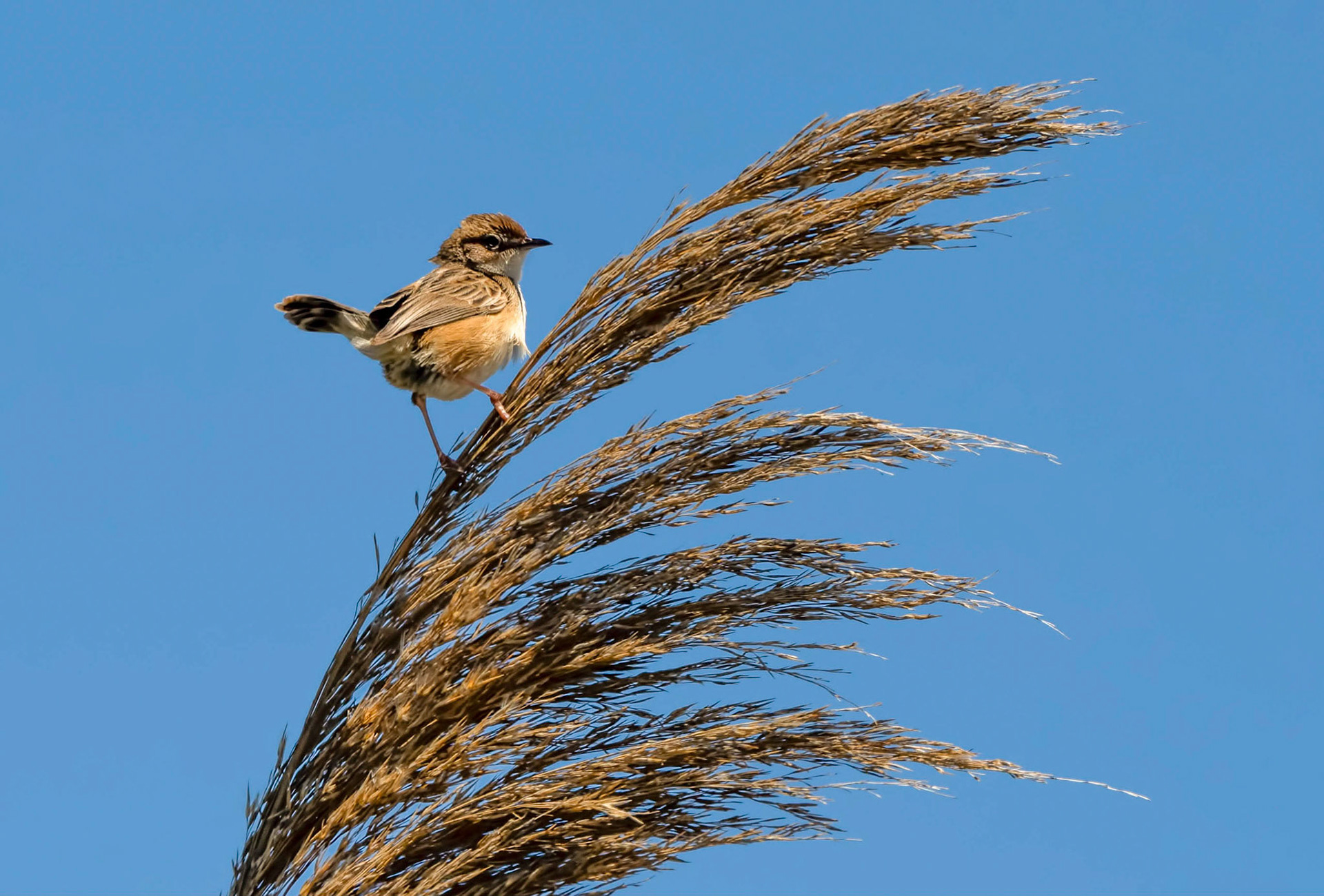 Savi's Warbler, Pego Marsh Spain 26/04/19