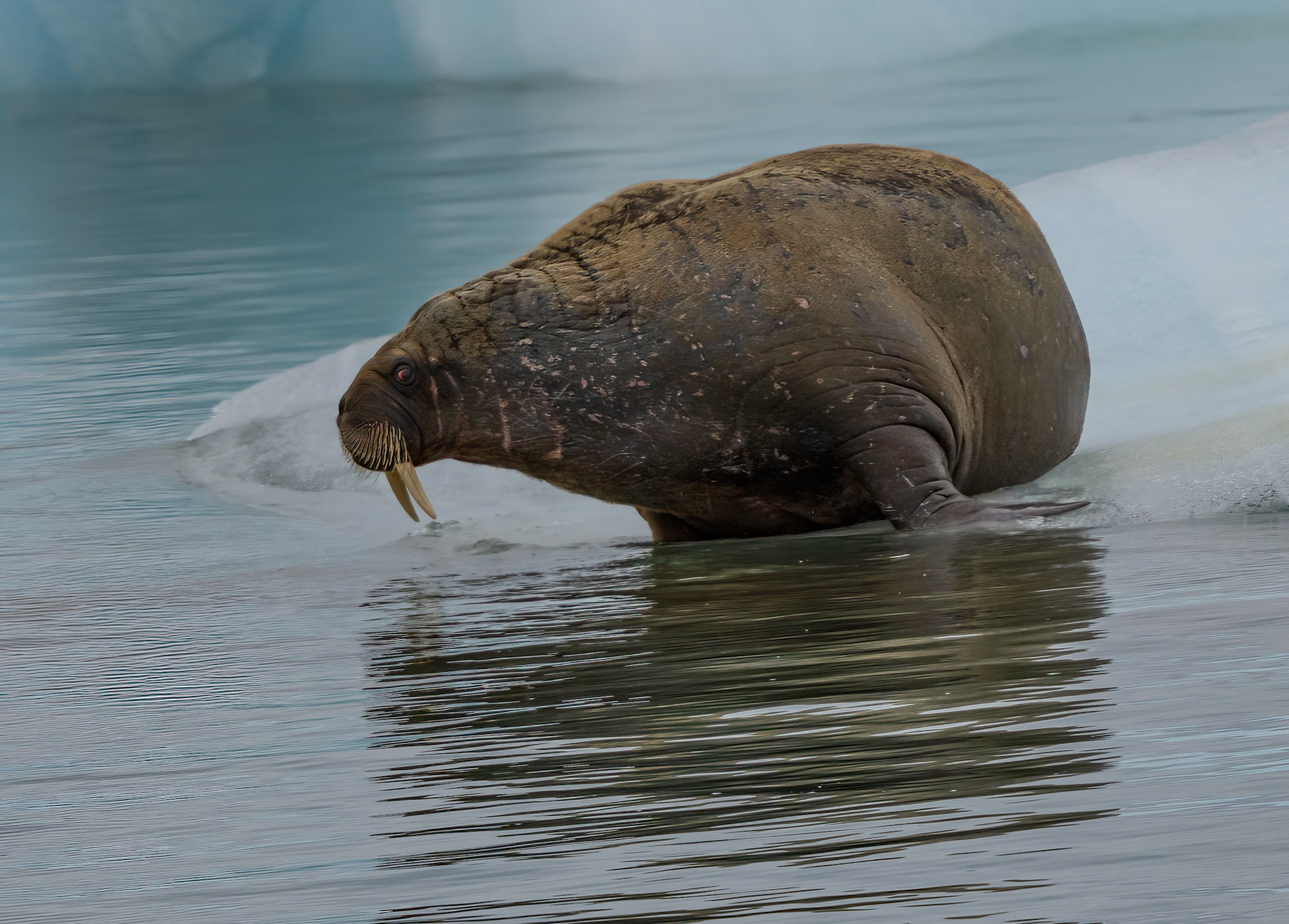 Walrus on sea ice near Torellneset, Svalbard. 05-08-2022.