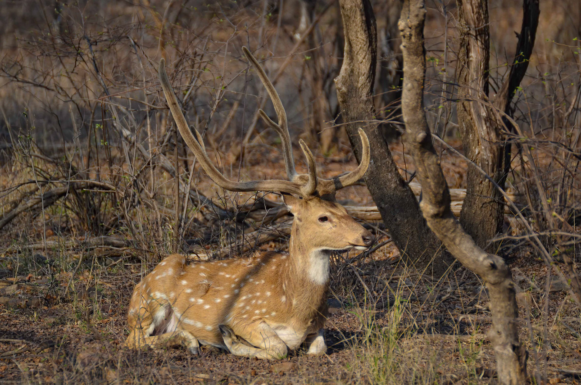 Chittal Stag, Ranthambore NP, Rajasthan India 12/03/14.