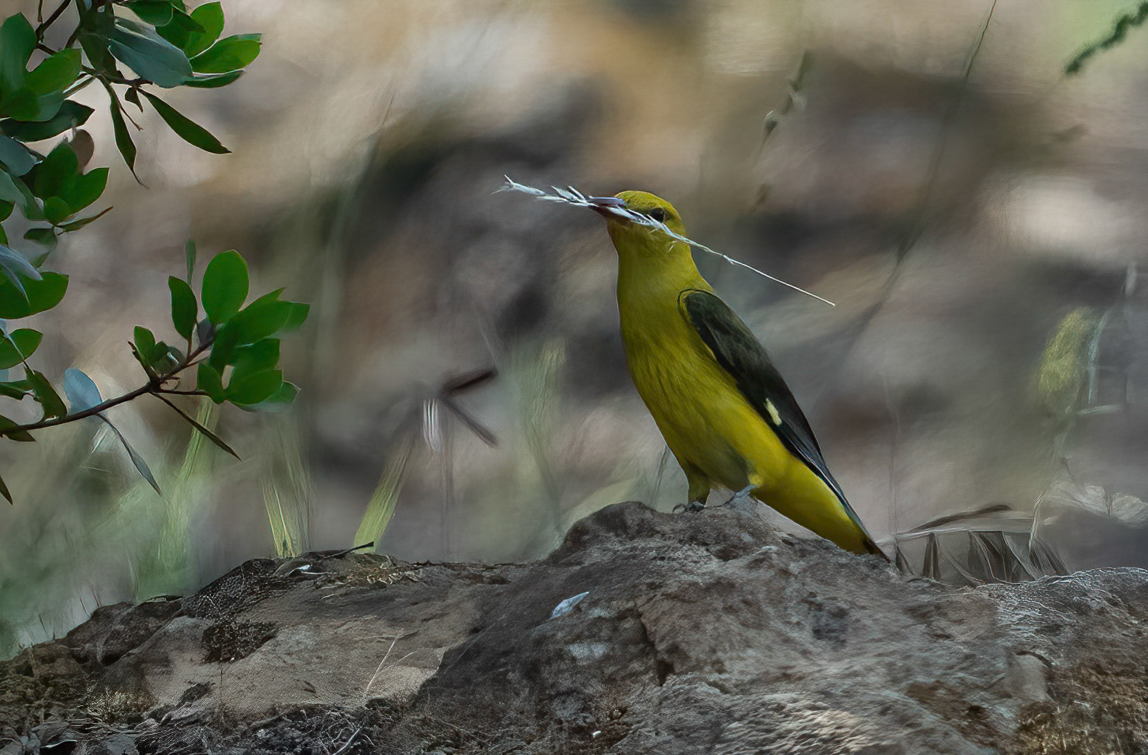 Golden Oriole, Adamuz, Andalucia. Spain. 30-05-23.