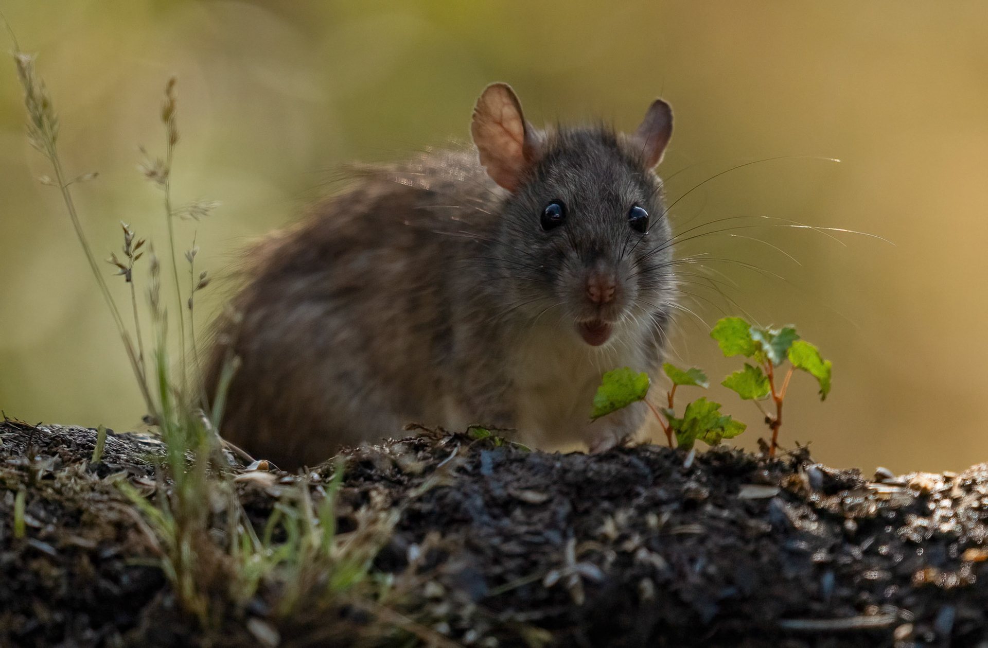 Fieldmouse. Adamuz, Andalucia. Spain. 30-05-23.
