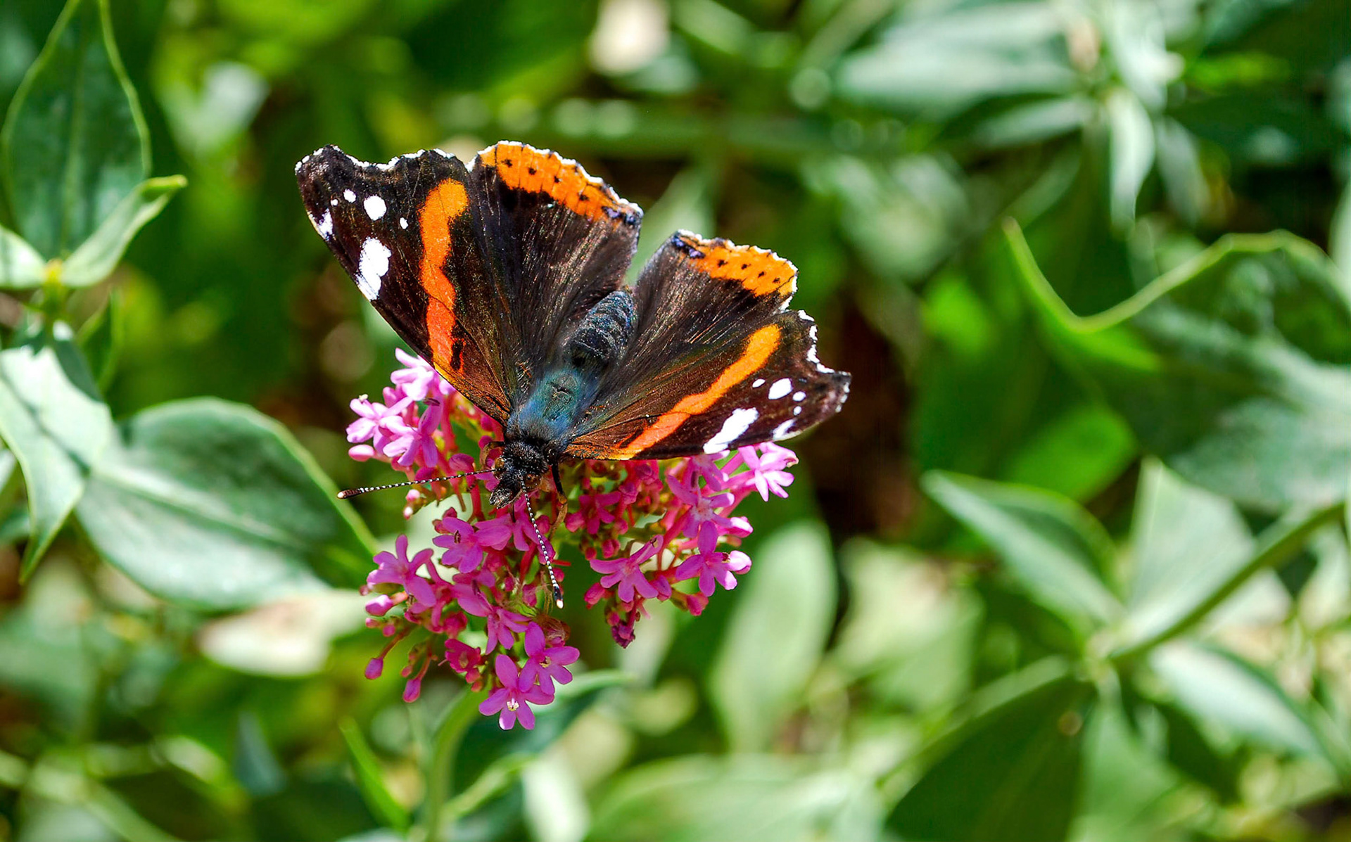 Red Admiral, La Biar, Teulada Spain 27/05/09