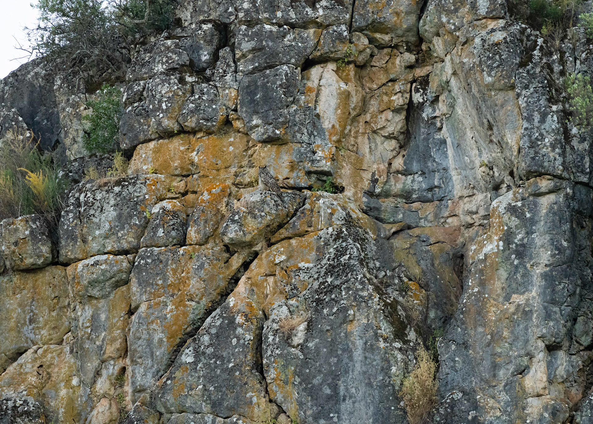 Eagle Owl, Adamuz, Spain. 31/05/22.