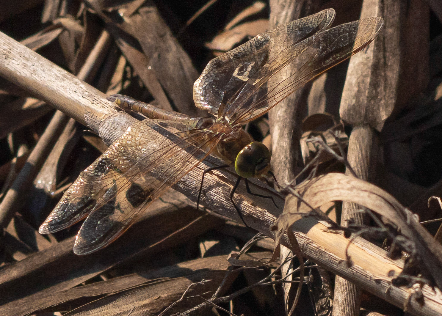 Green-eyed Hawker, Pego Marshes, Valencia, Spain. 24/10/21.