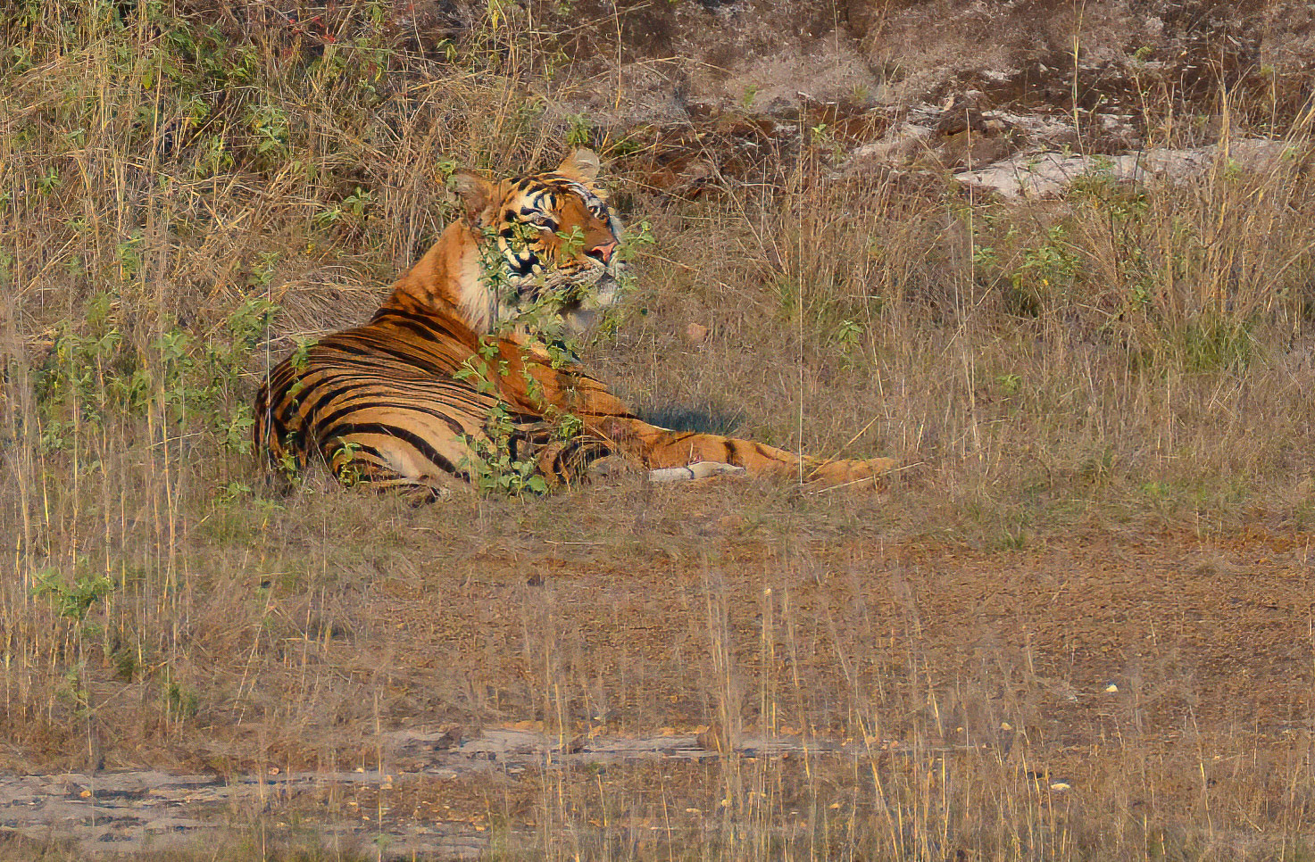 Male Tiger, Bandhavgarh, Madhya Pradesh India 18/03/14.