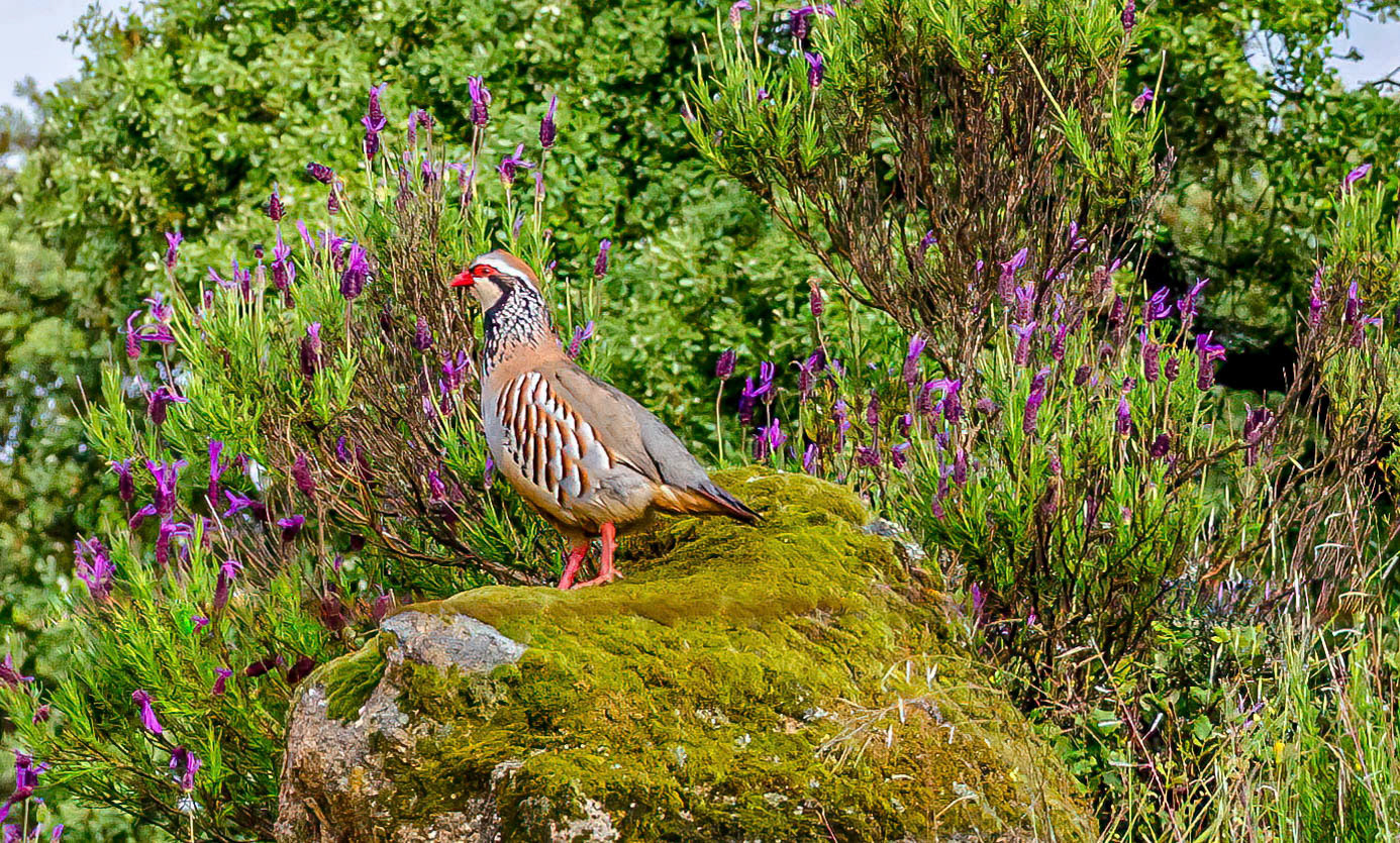 Red-legged Partridge, Andjucar Spain 16/04/15