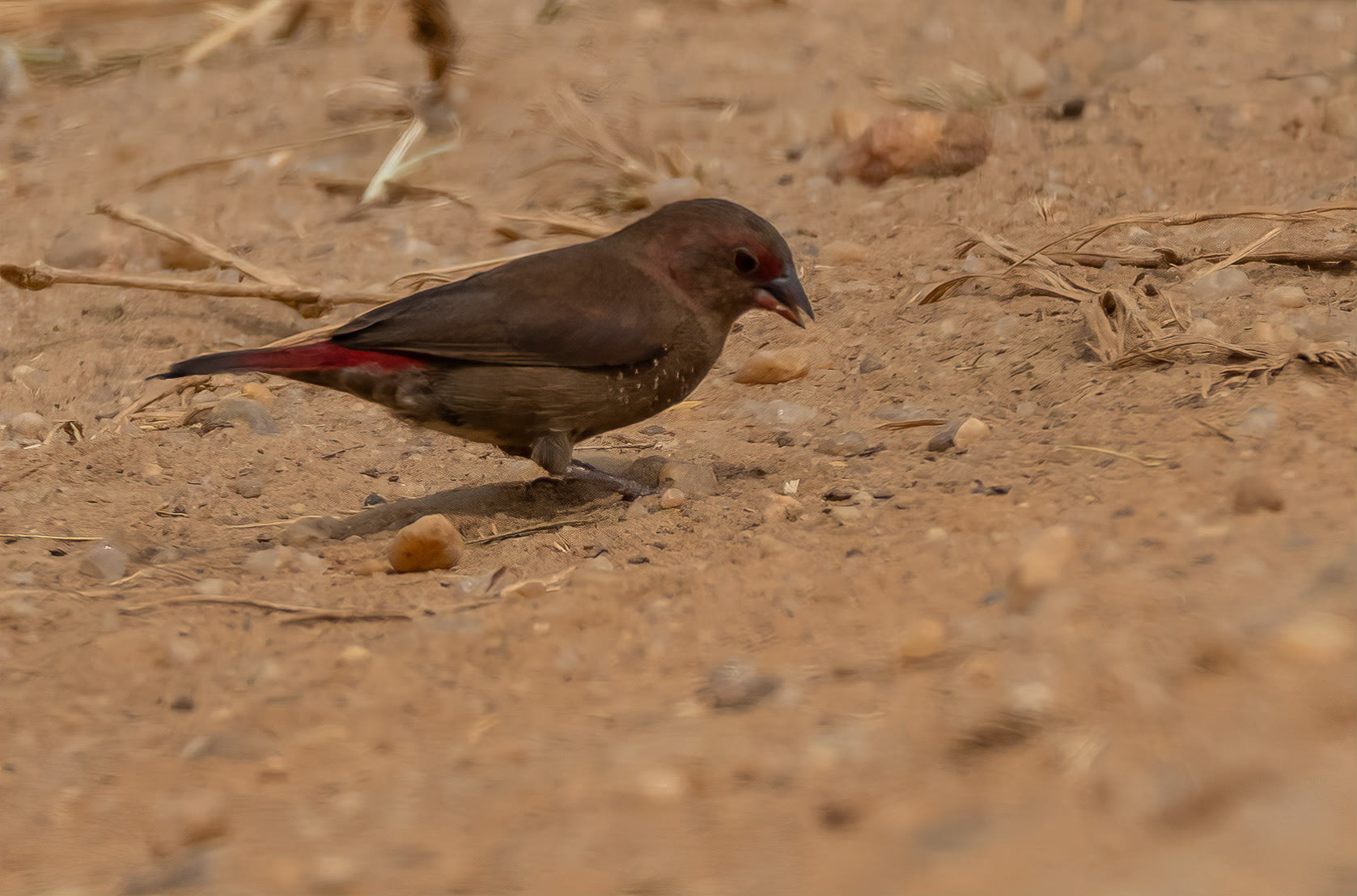 African Firefinch, Queen Elizabeth NP. Uganda. 04-08-23.