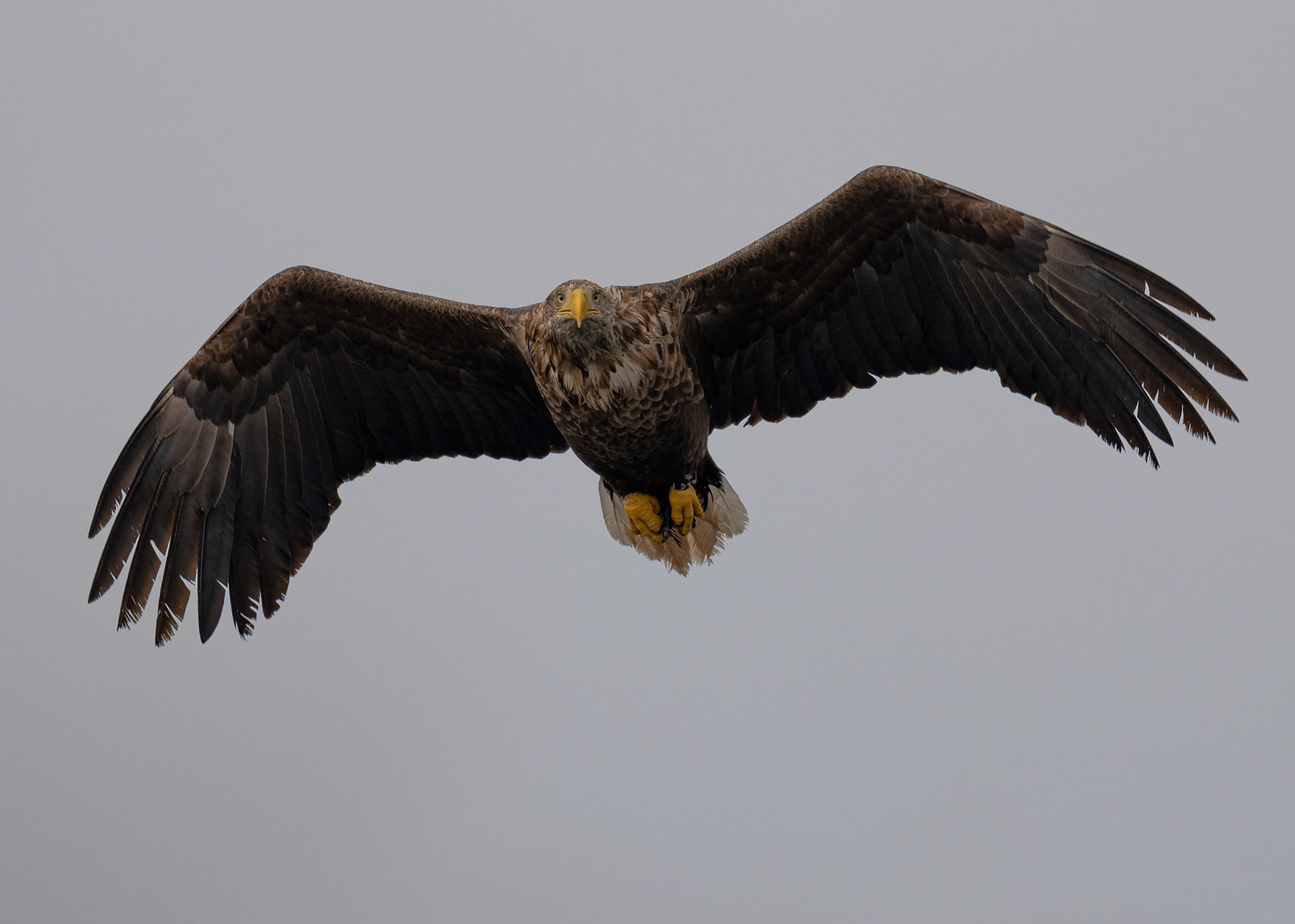 White-tailed Eagle, Loch Na Keal, Mull, Scotland. 05/08/21.