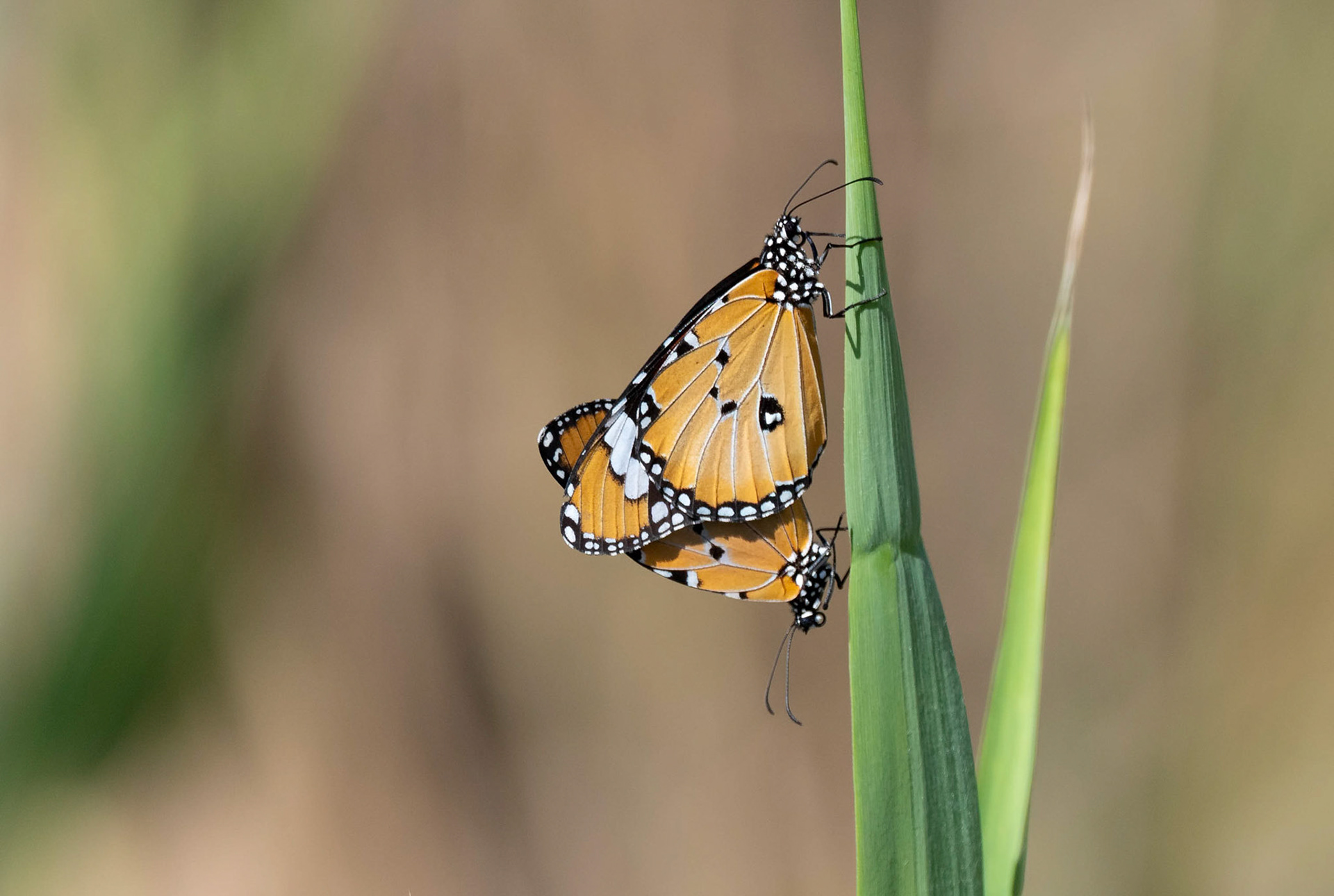 Plain Tigers mating, Pego Marsh Spain 05/10/19