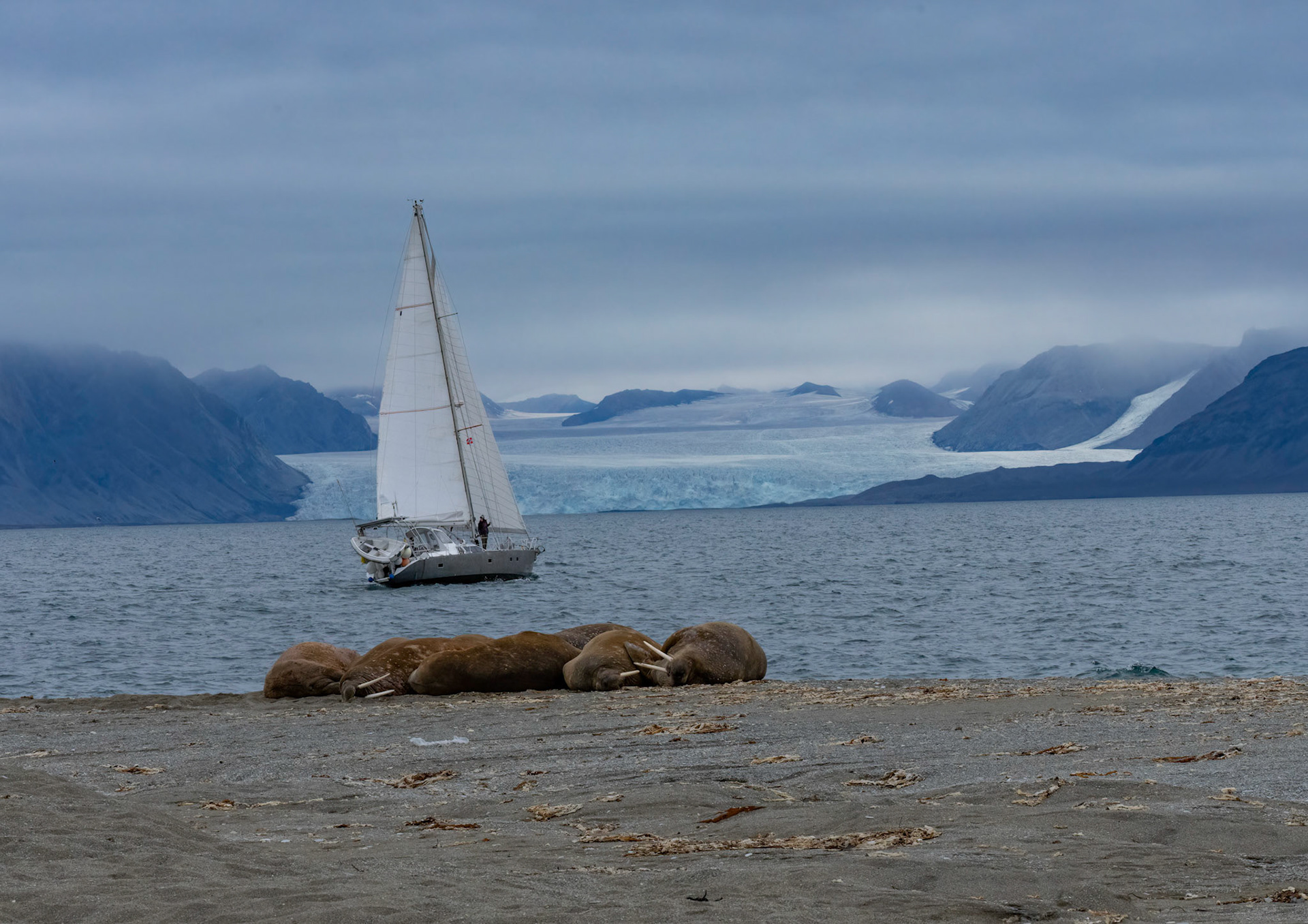 Walrus haul out on East coast of Prins Karl Forland (clam beds offshore). St. Jonfjorden glacier opposite. Svalbard. 10-08-2022.