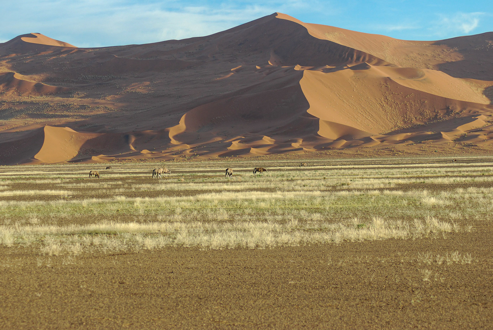 Oryx , Namib Desert, Namibia 29/04/09