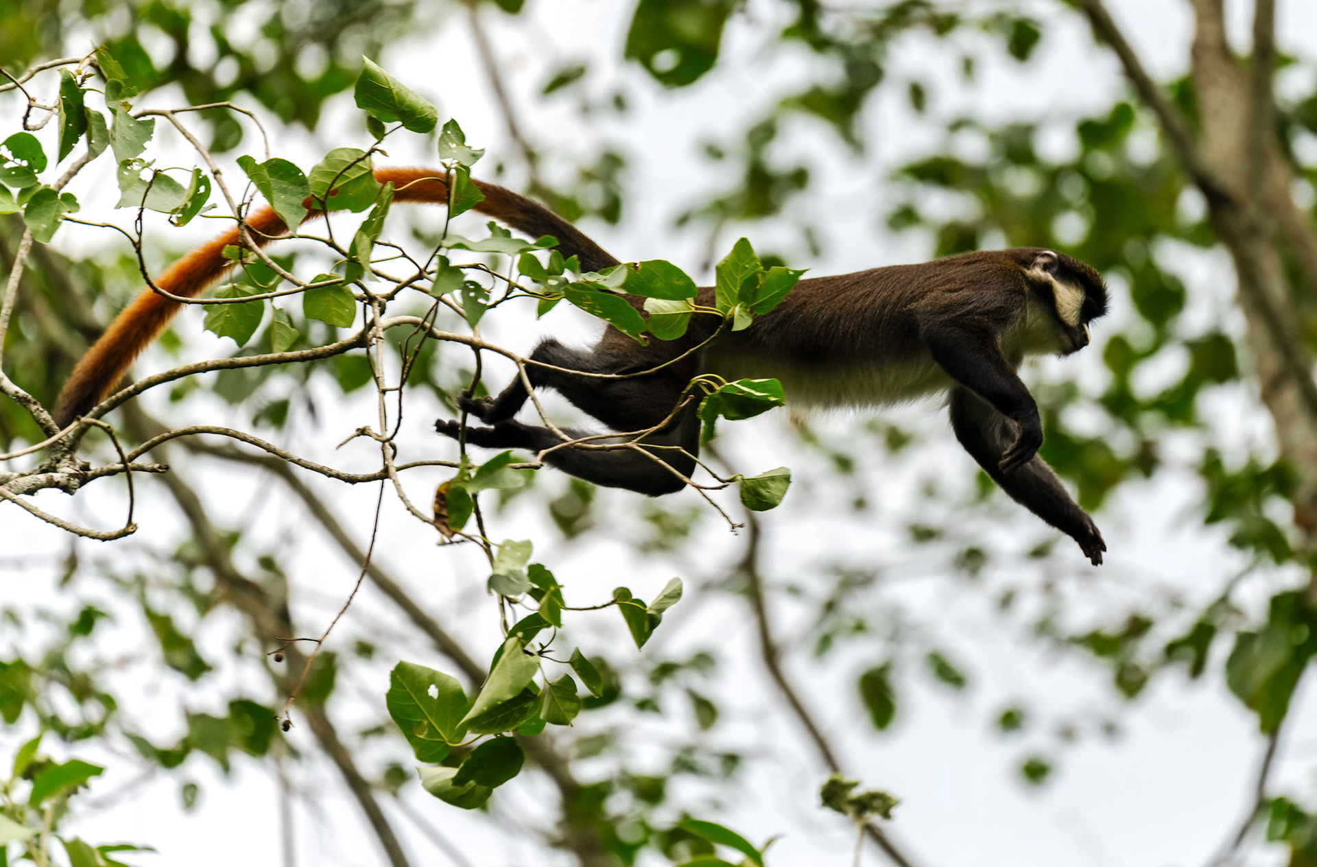 Red-tailed Monkey, Bigodi Swamp, Uganda. 03-08-23.