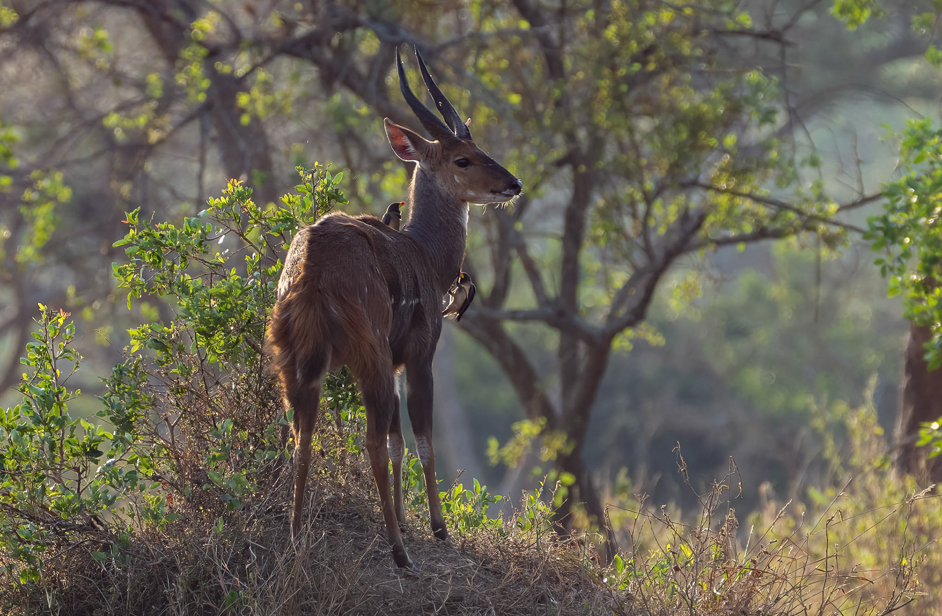 Bushbuck with Yellow-billed Oxpeckers, Lake Mburo, Uganda. 06-08-23.