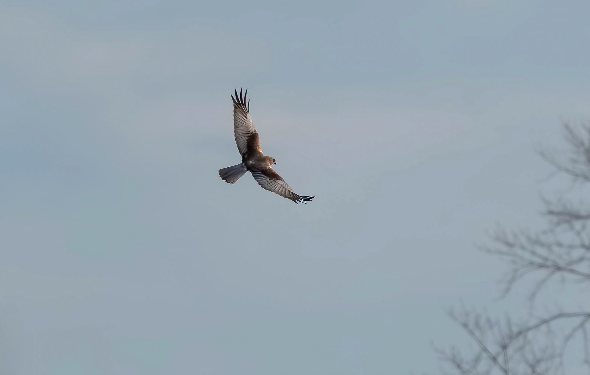 Male Marsh Harrier, Pego Marsh, Spain 19/12/18