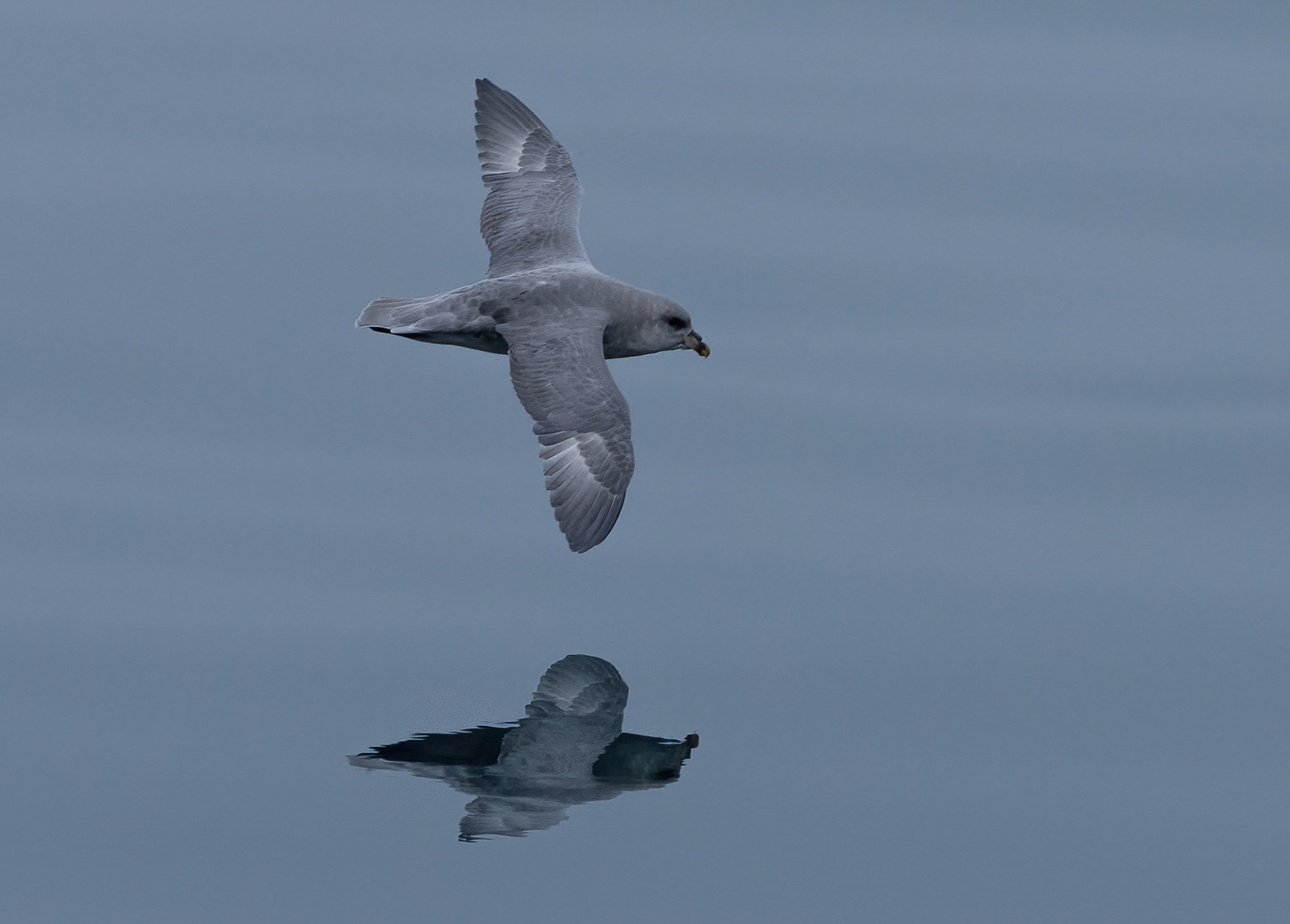 Northern Fulmar in Burgerbuktafjorden, Svalbard. 07-08-2022.
