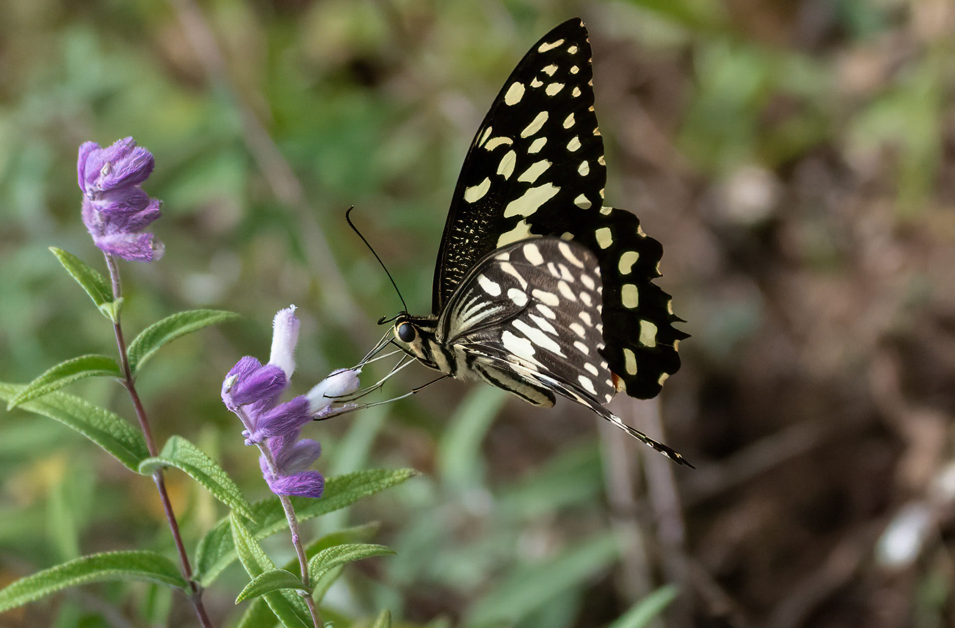 Citrus Swallowtail, Chimpanzee Foorest Lodge near Kibale, Uganda. 03-08-23.