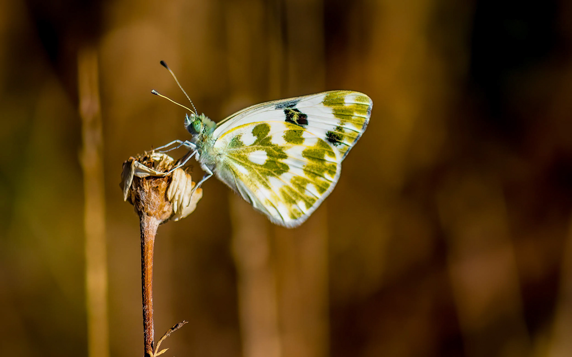 Bath White, La Biar, Spain 03/07/17