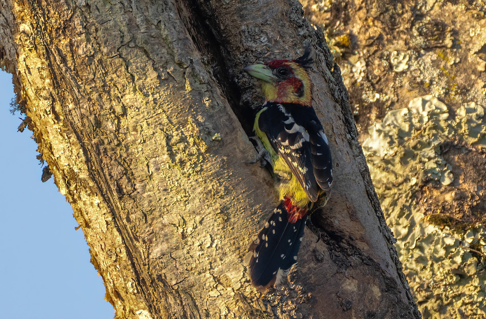 Crested Barbet, Lake Mburo NP. Uganda. 06-08-23.
